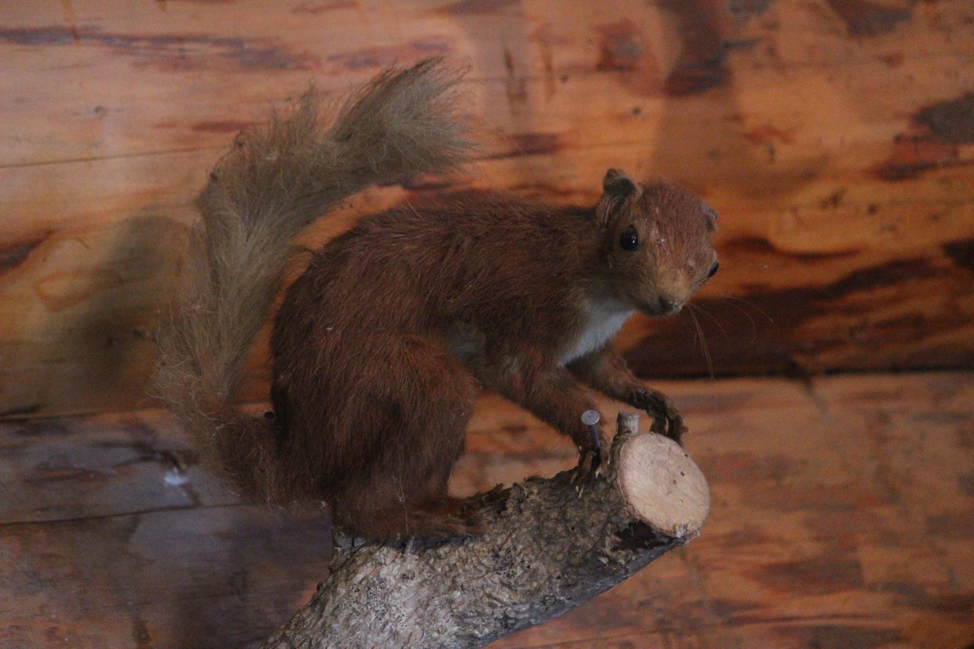 Taxidermy Red Squirrel, Kahutara Taxidermy Gallery