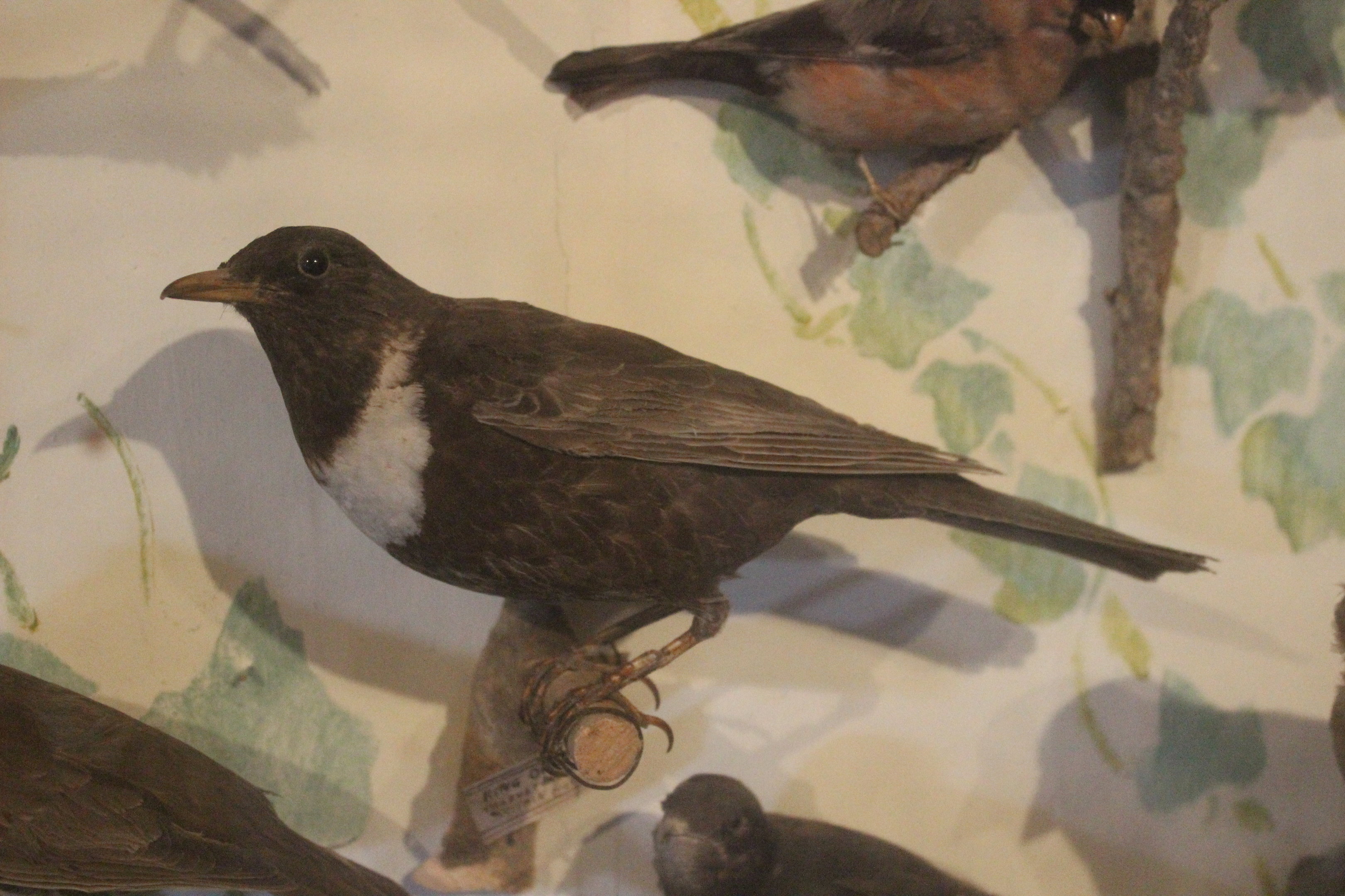Taxidermy Ring Ouzel, Kahutara Taxidermy Gallery