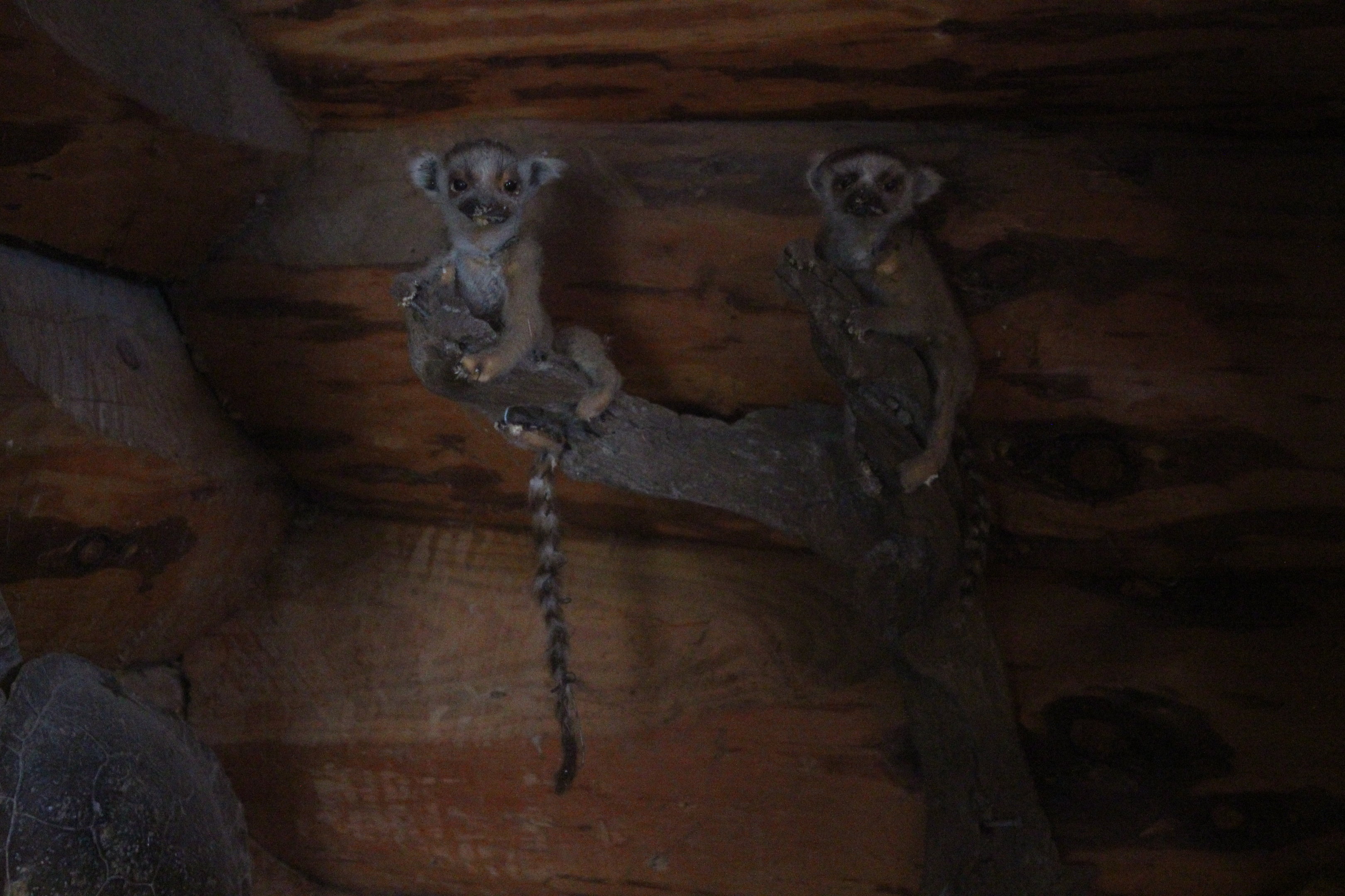 Taxidermy Ring-tailed Lemur babies, Kahutara Taxidermy Gallery