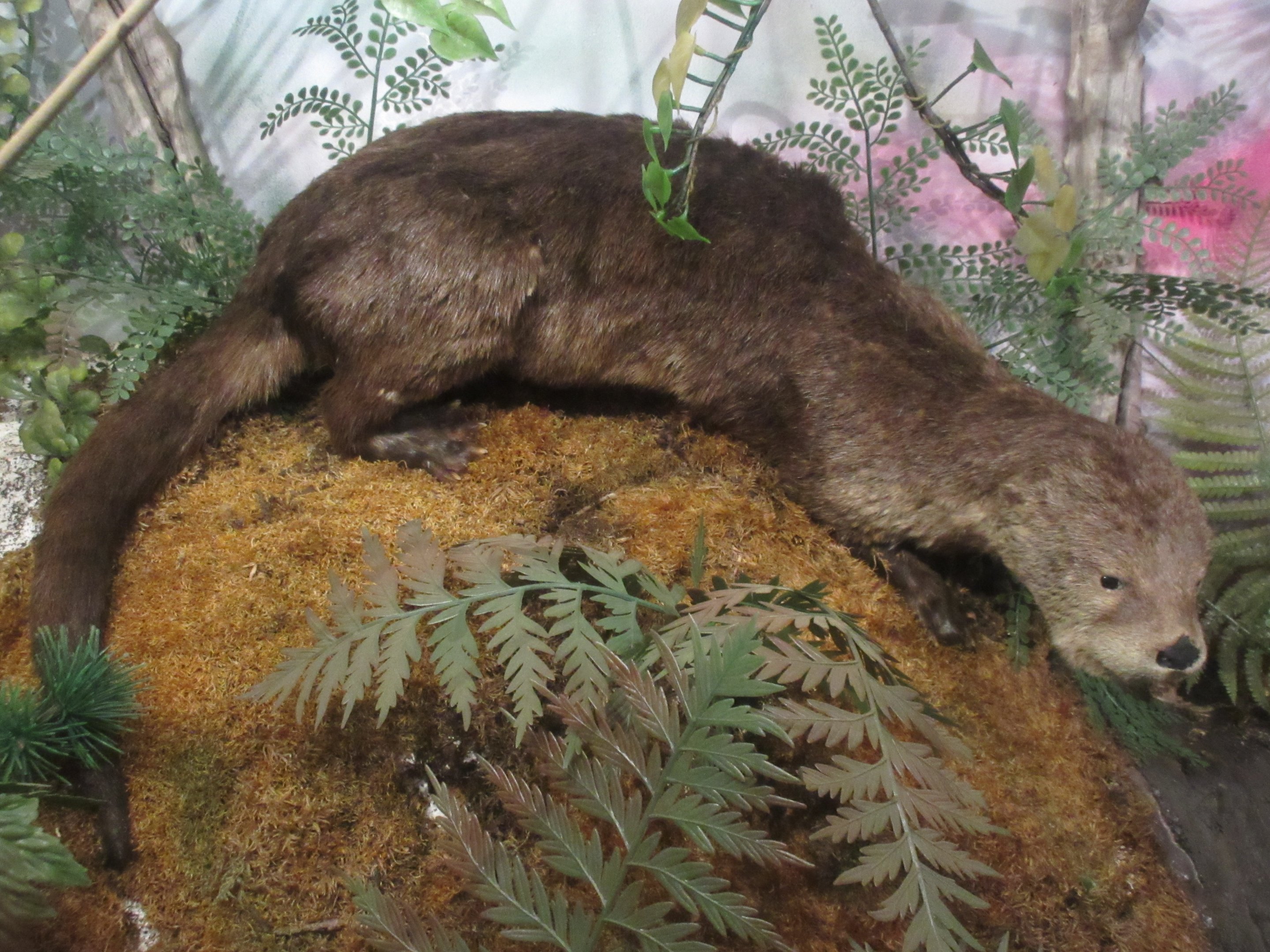 Taxidermy: River Otter