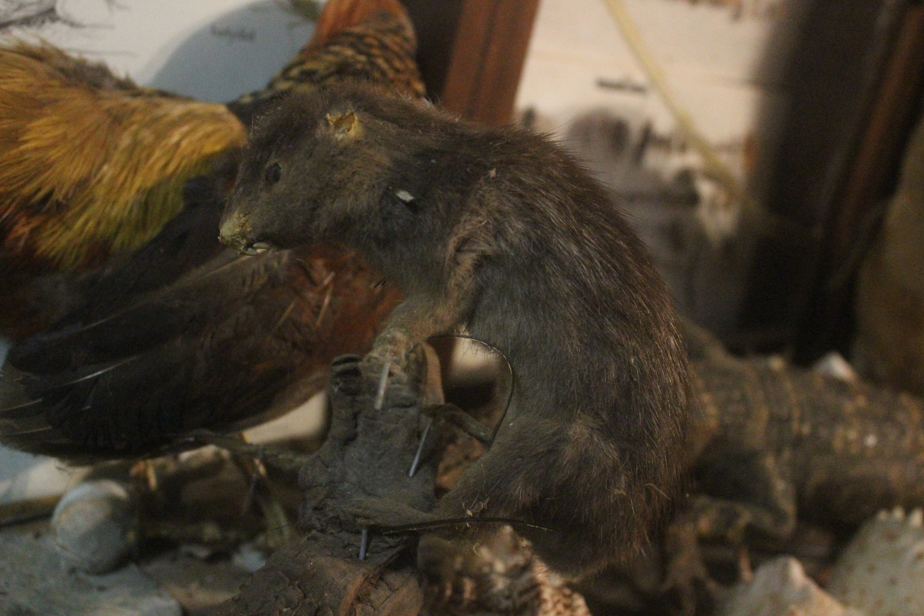 Taxidermy Rodent (?), Kahutara Taxidermy Gallery