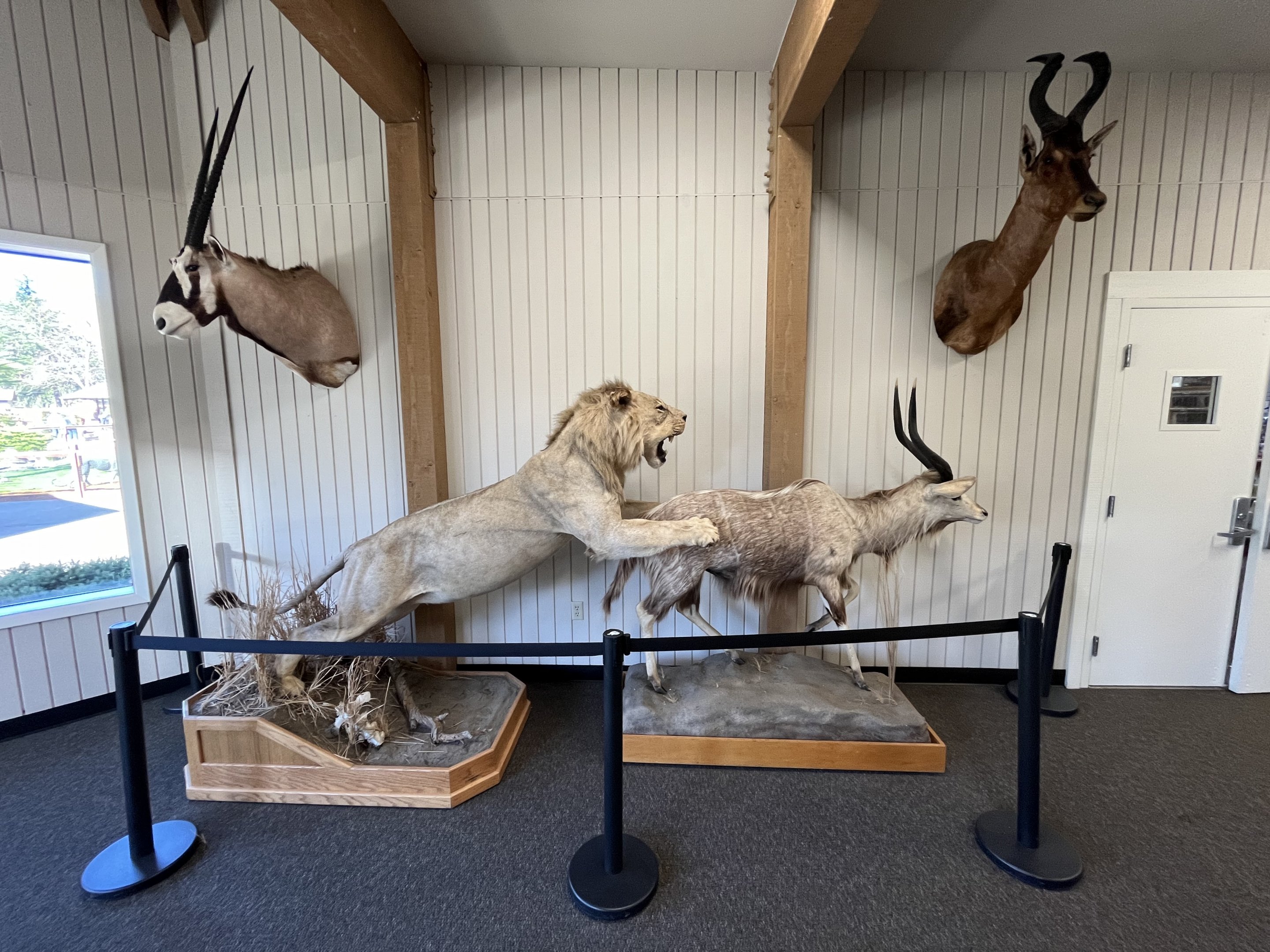 Taxidermy Room