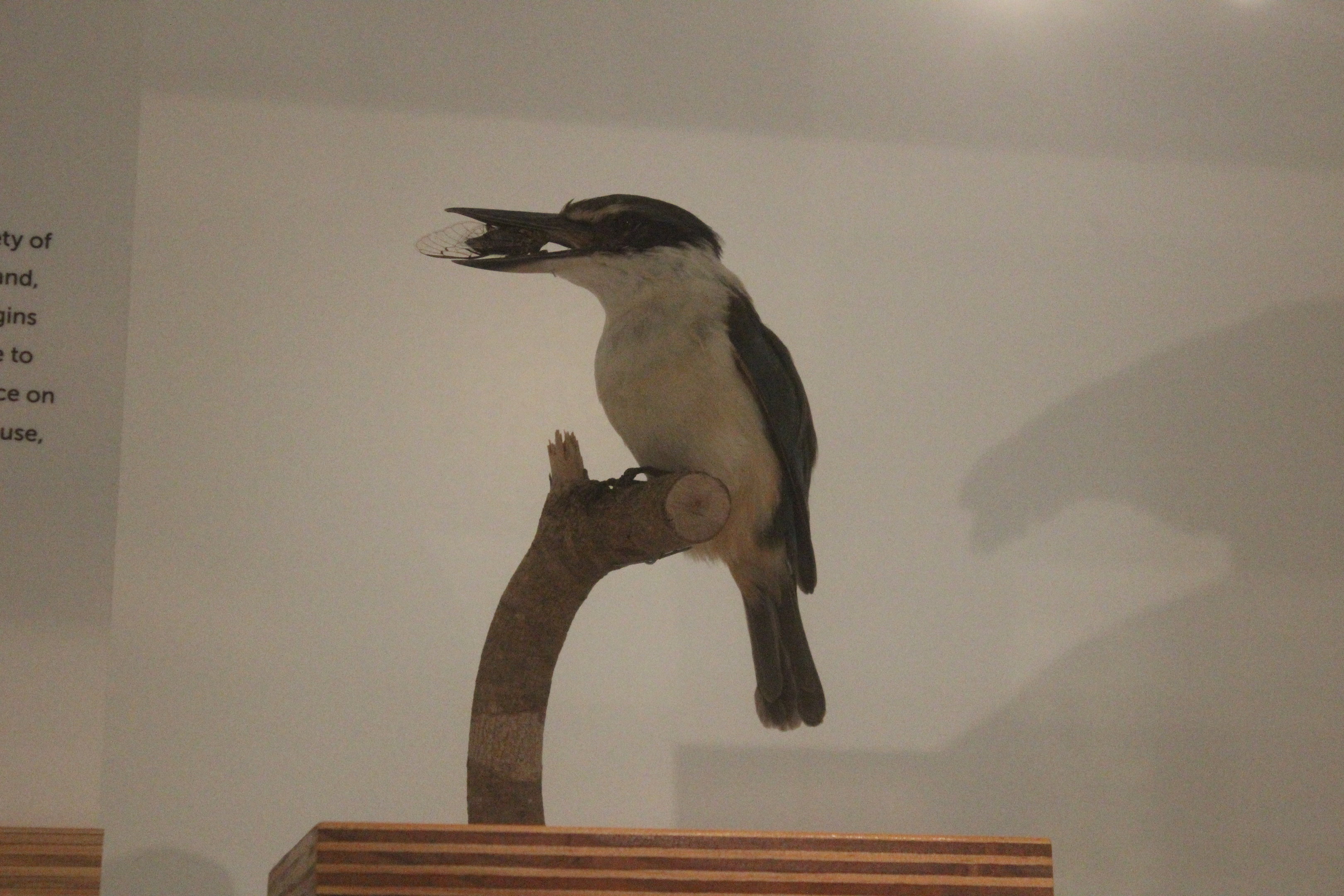 Taxidermy Sacred Kingfisher with Cicada