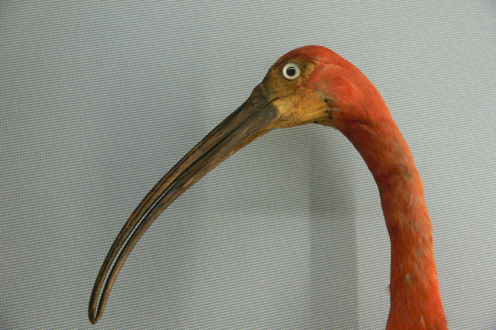 (Taxidermy) Scarlet Ibis at Manchester Museum, 07/01/15