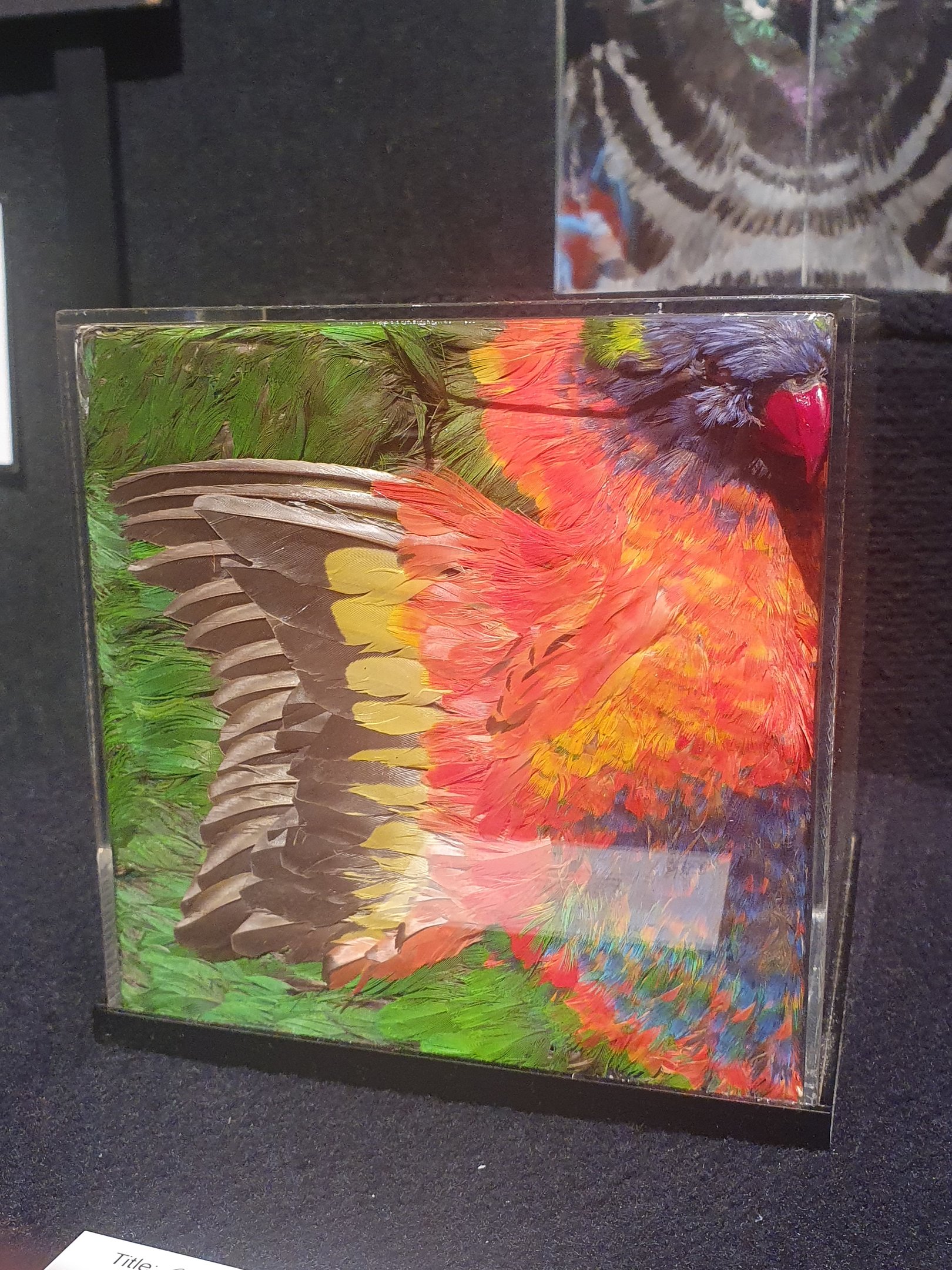 Taxidermy sculpture of Rainbow Lorikeet, NZ Art Show 2023