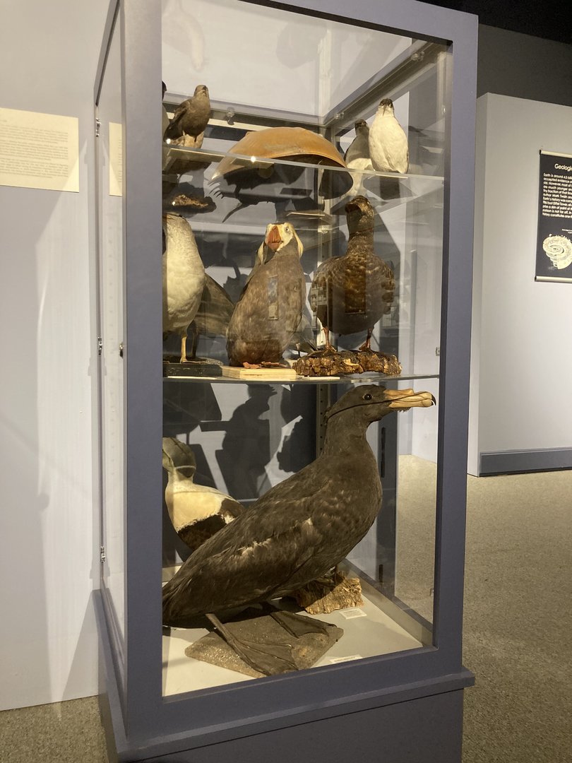 Taxidermy Sea Birds (including Petrel)