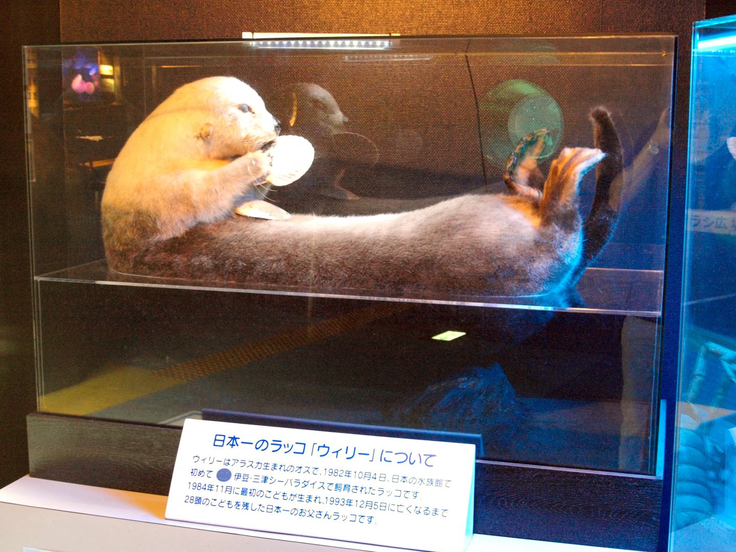 Taxidermy - sea otter