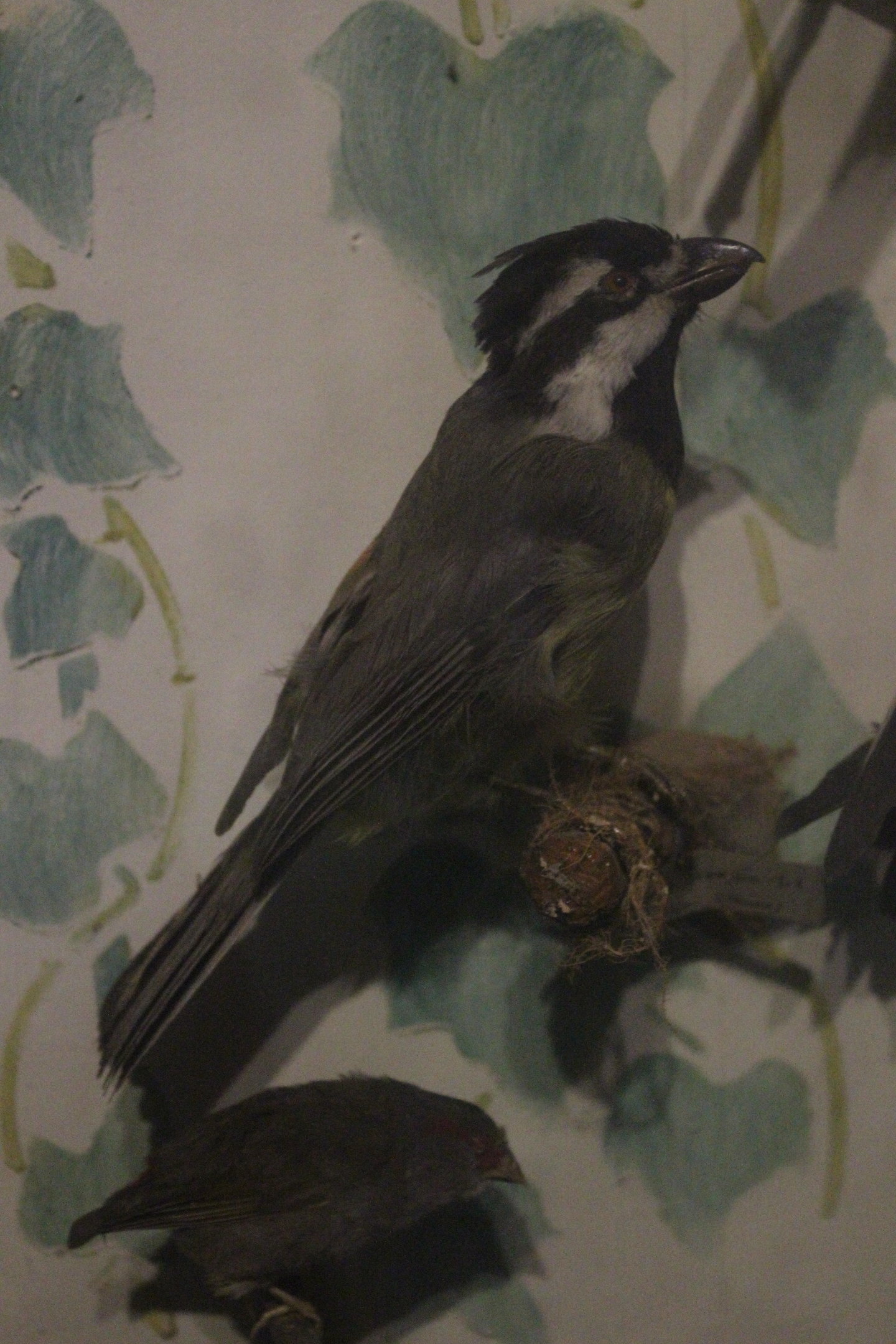 Taxidermy Shrike-tit, Kahutara Taxidermy Gallery