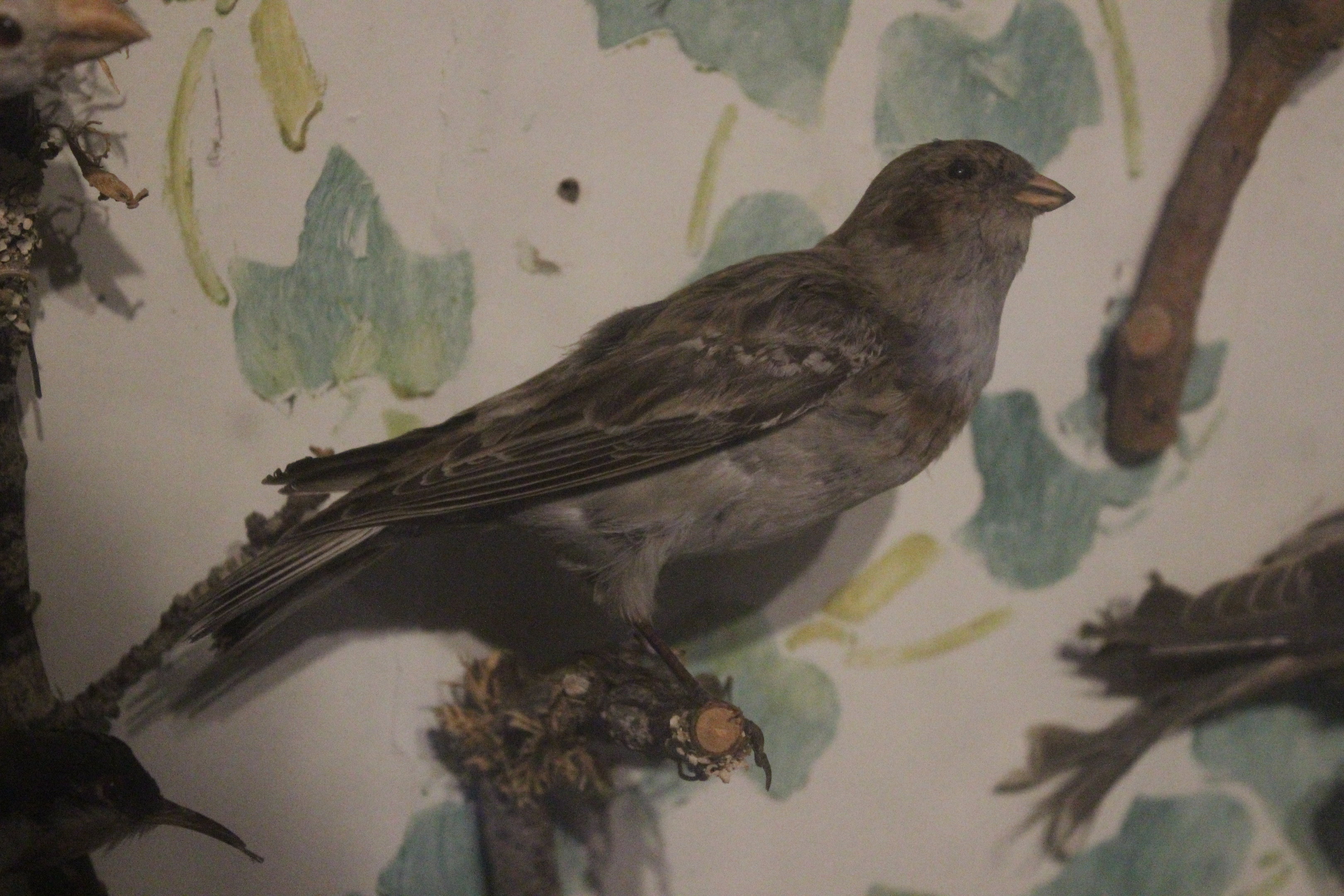 Taxidermy Snow Bunting, Kahutara Taxidermy Gallery