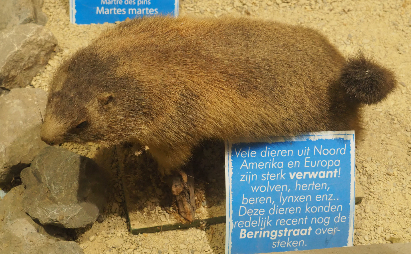 Taxidermy specimen Alpine marmot (Marmota marmota), 2019-08-04