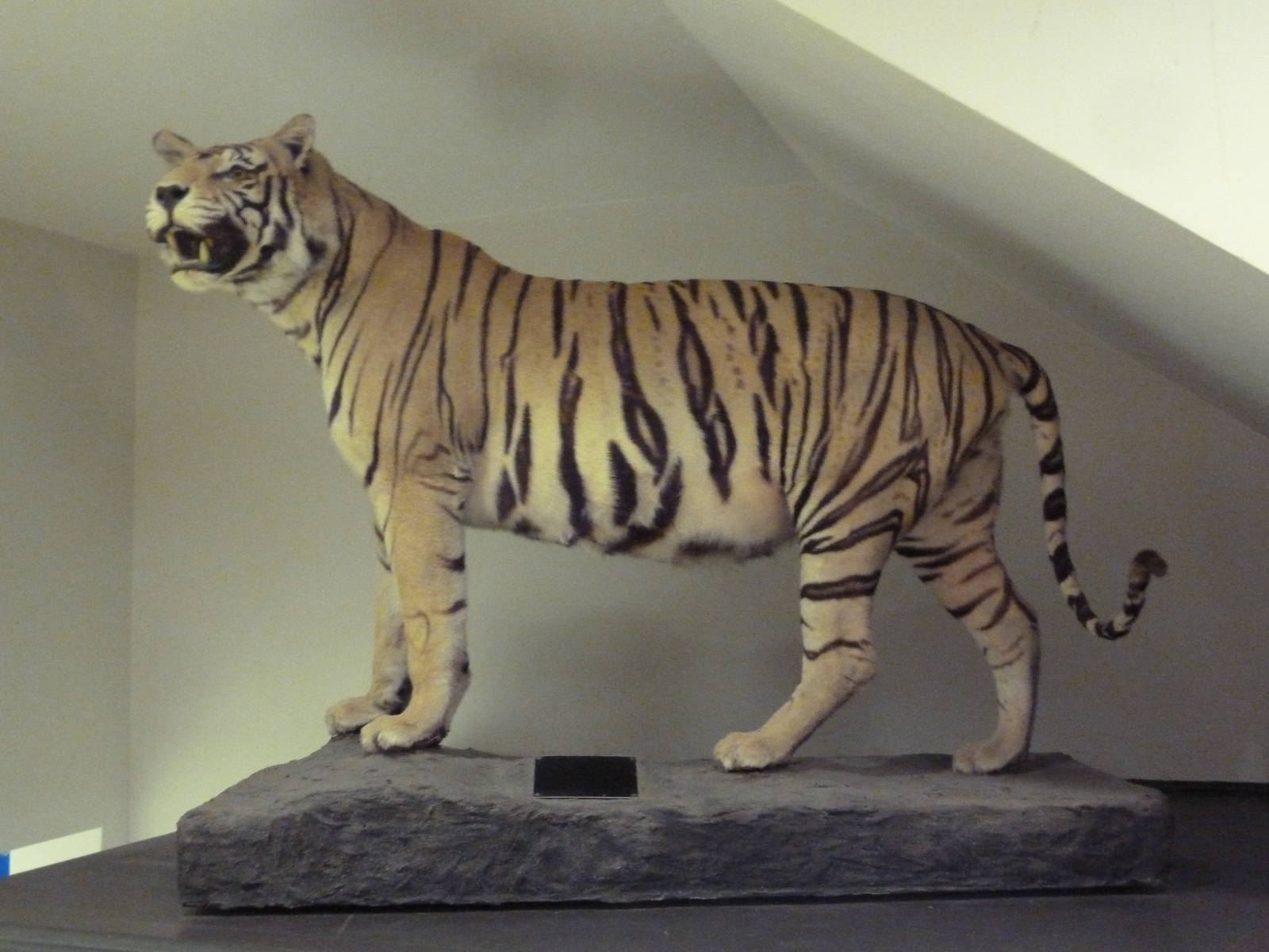 Taxidermy Specimen: Bengal Tiger
