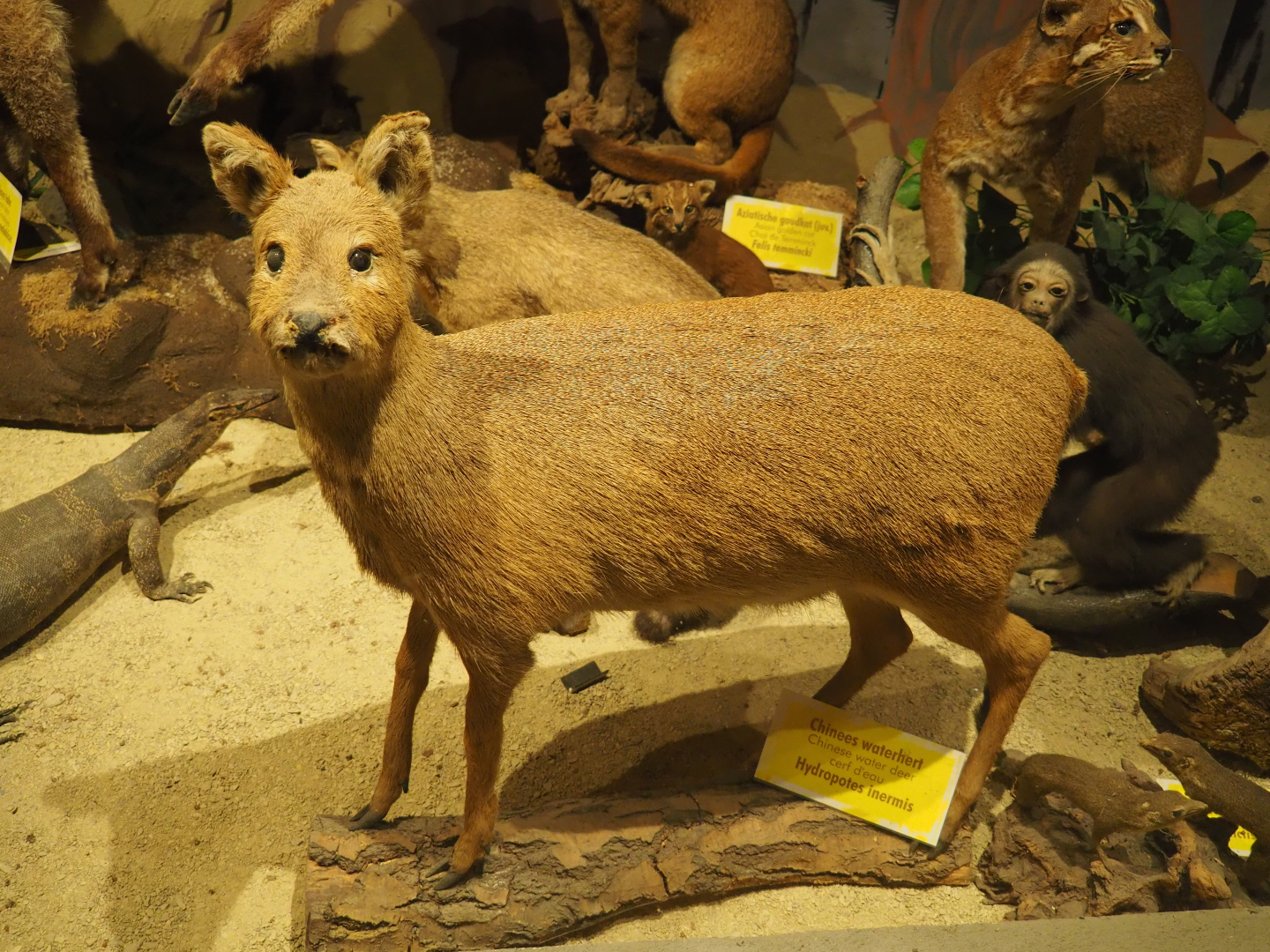 Taxidermy specimen Chinese water deer (Hydropotes inermis), 2019-08-04