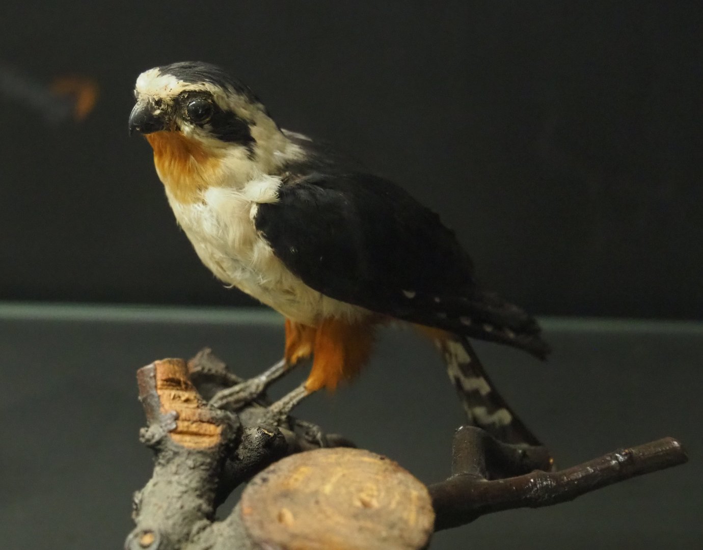 Taxidermy specimen Collared falconet (Microhierax caerulescens), 2019-08-04