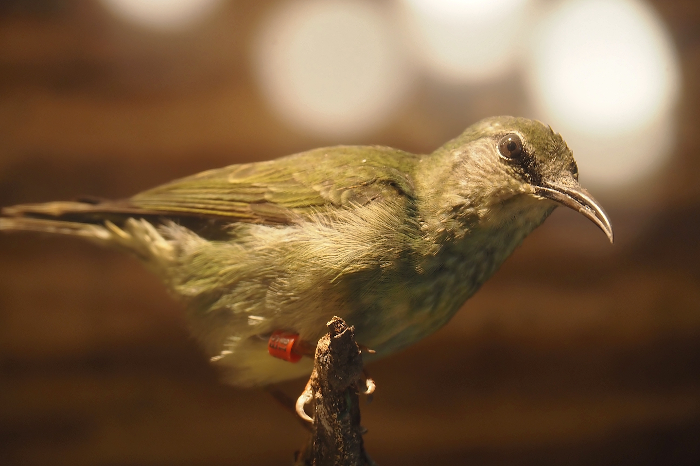 Taxidermy specimen Female red-legged honeycreeper (Cyanerpes cyaneus), 2025-04-12
