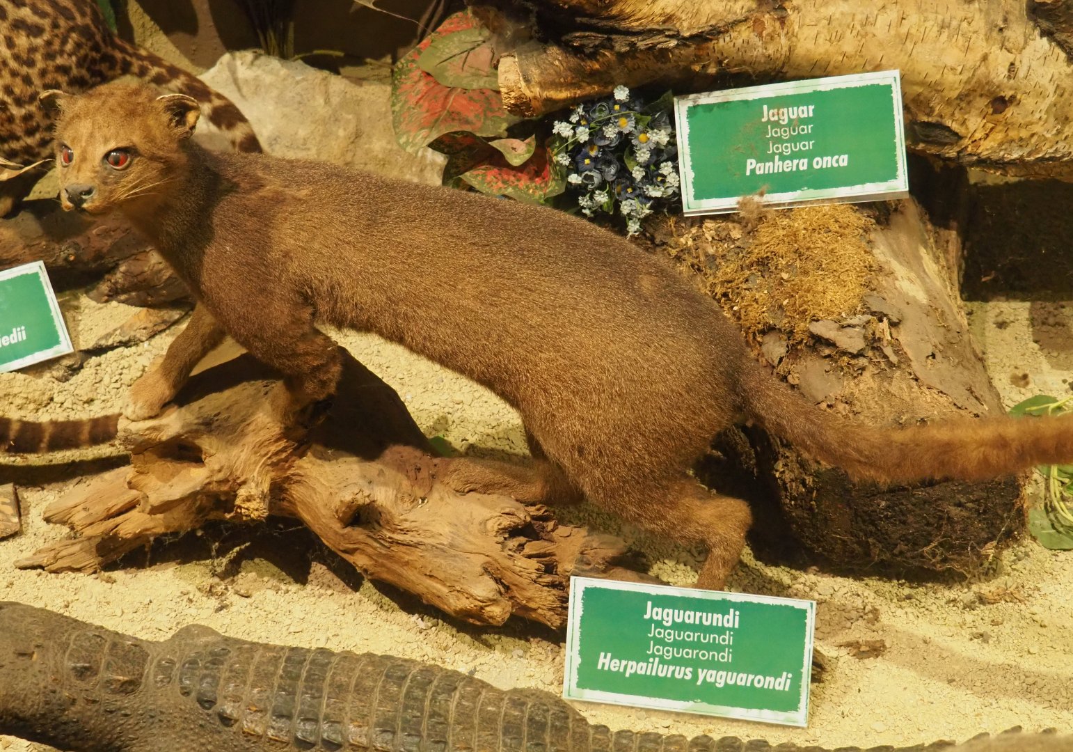 Taxidermy specimen Jaguarundi (Herpailurus yaguaroundi), 2019-08-04