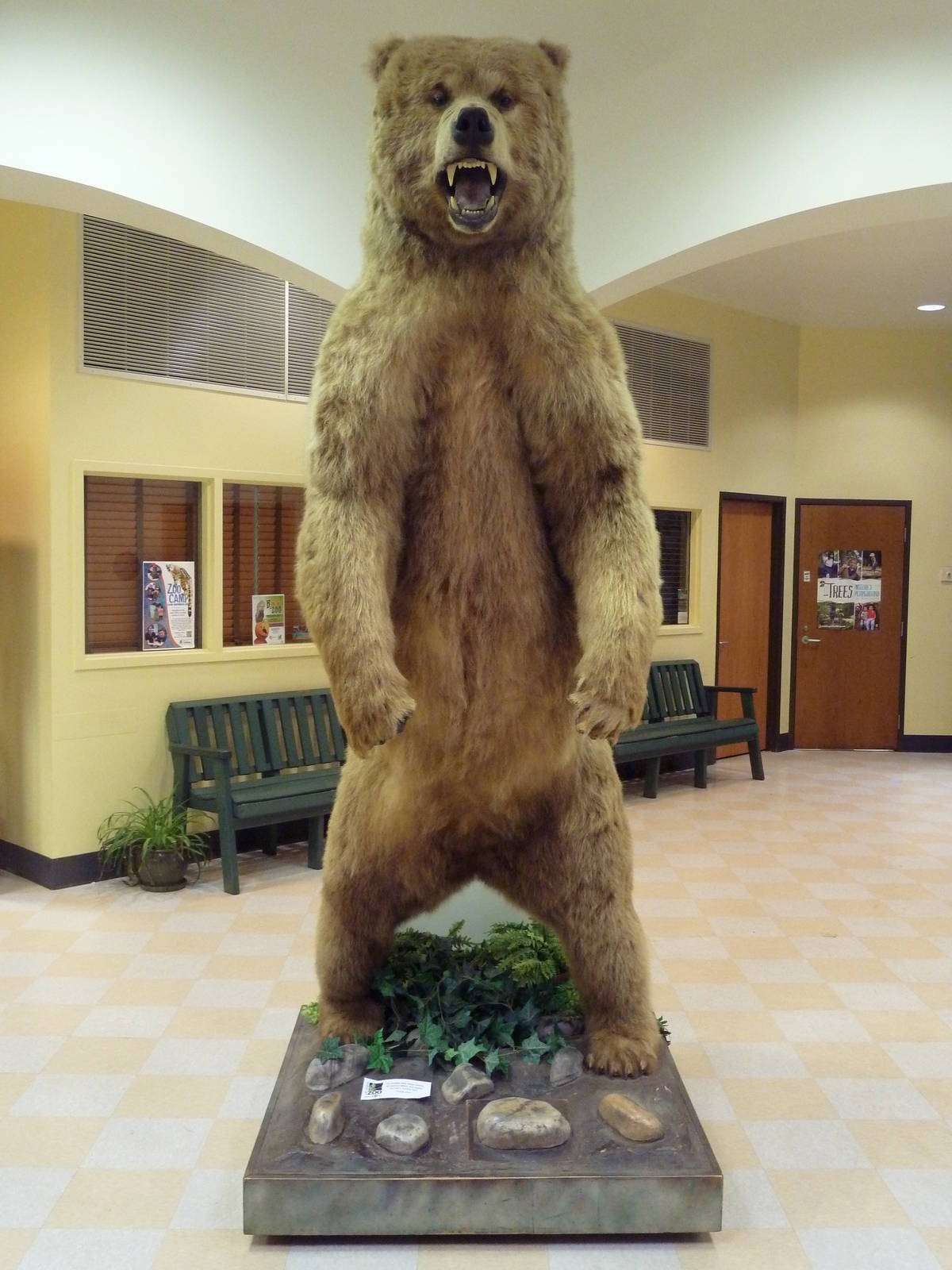 Taxidermy Specimen: Kodiak Bear