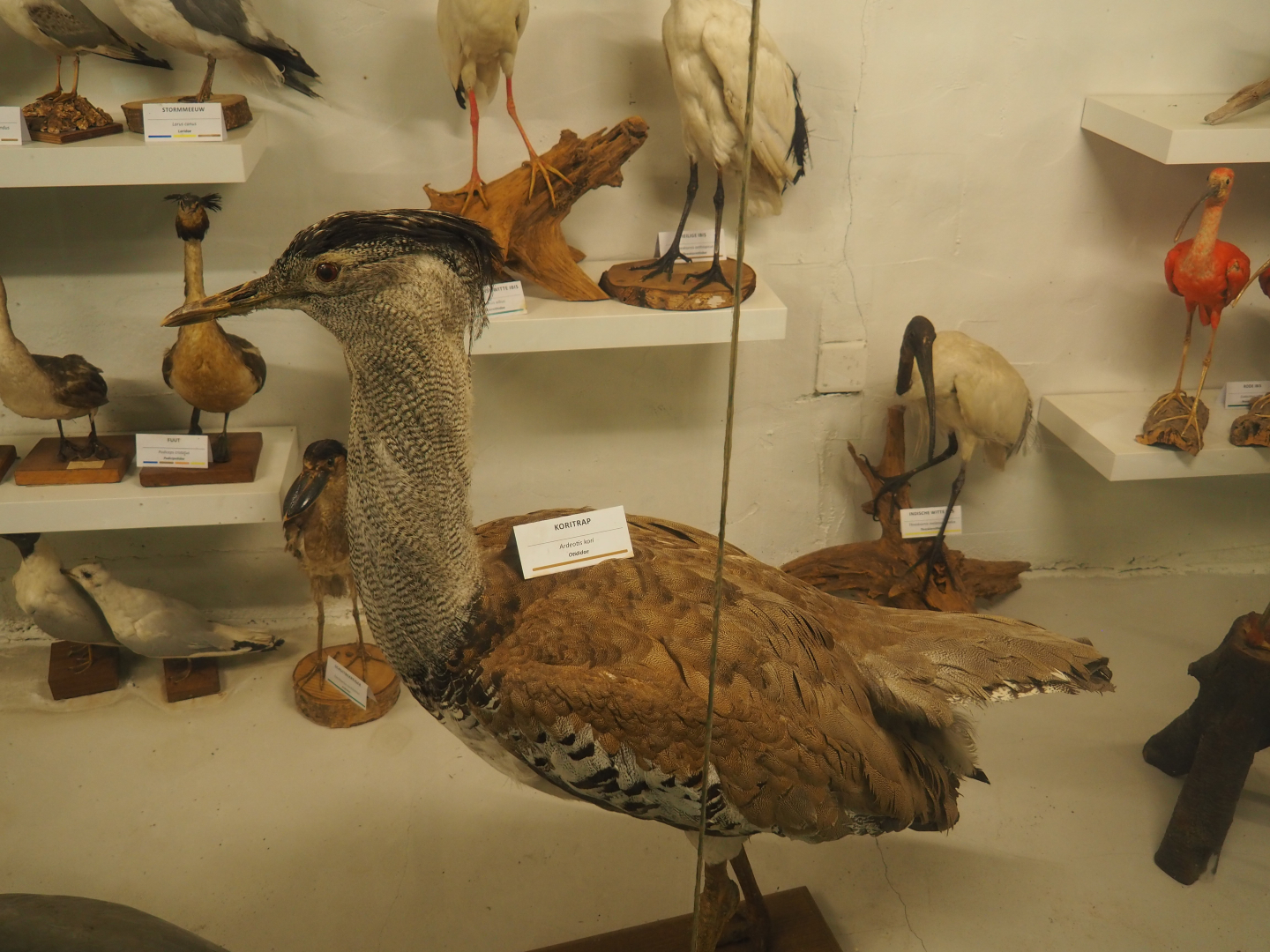 Taxidermy specimen Kori bustard (Ardeotis kori), 2019-06-01