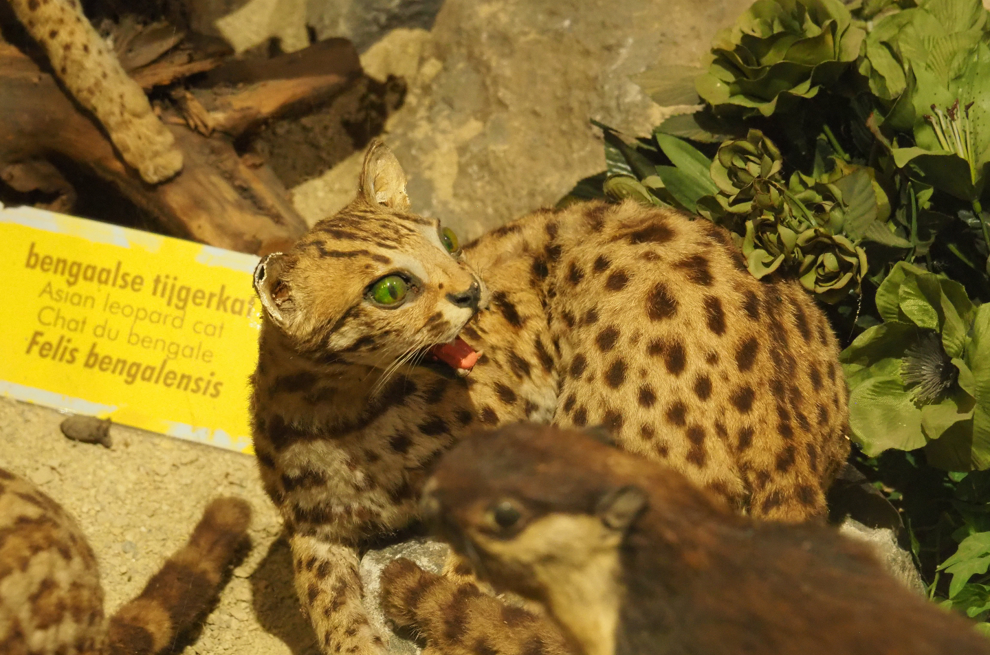 Taxidermy specimen Leopard cat (Prionailurus bengalensis), 2019-08-04