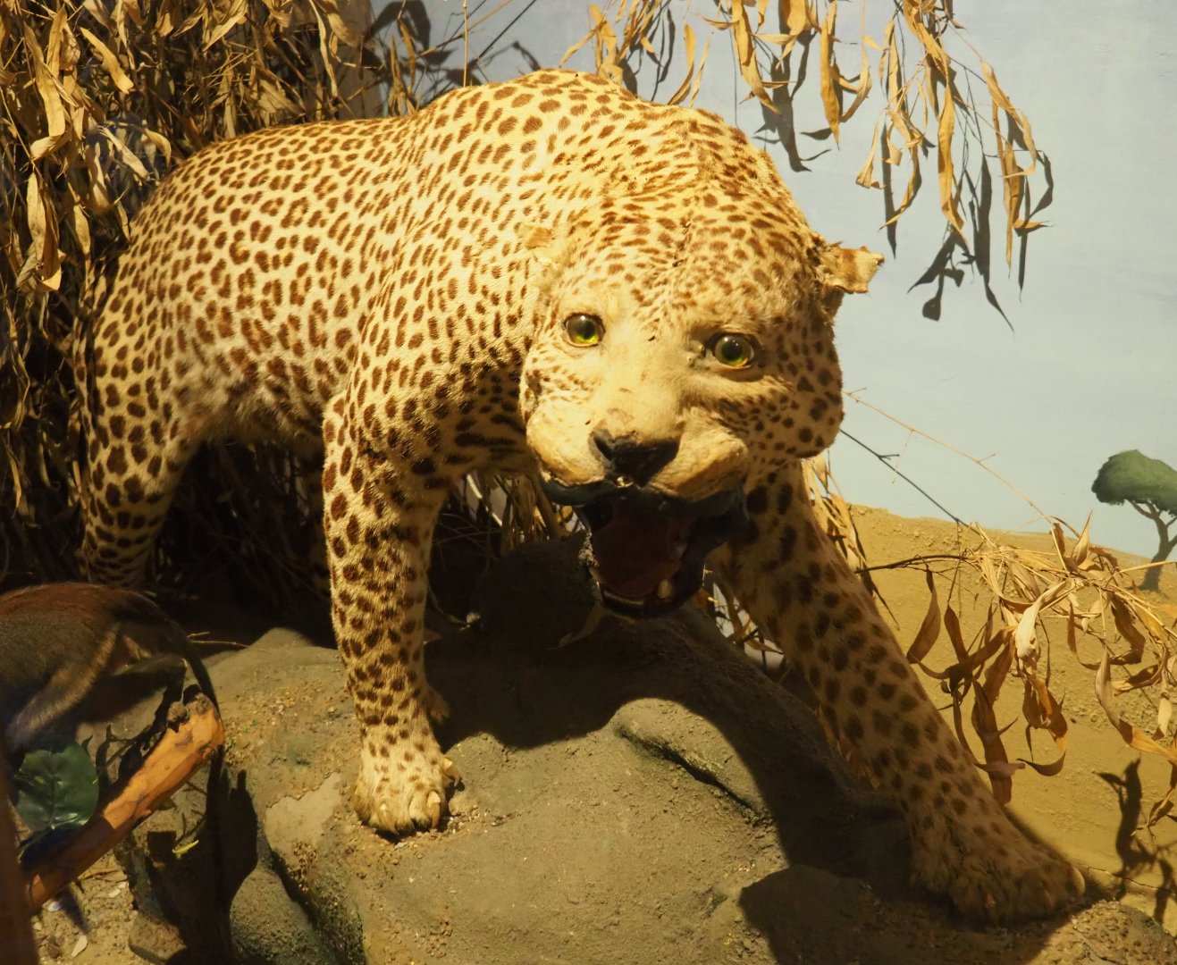 Taxidermy specimen Leopard (Panthera pardus), 2019-08-04