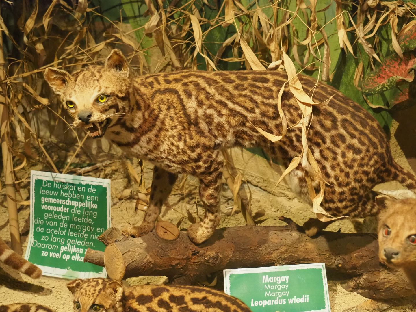 Taxidermy specimen Margay Leopardus wiedii, 2019-08-04