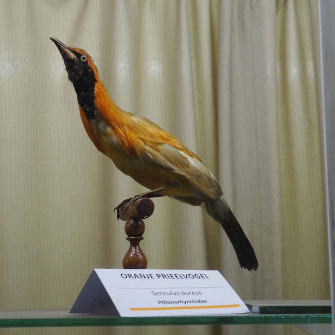 Taxidermy specimen Masked bowerbird (Sericulus aureus), 2019-08-04