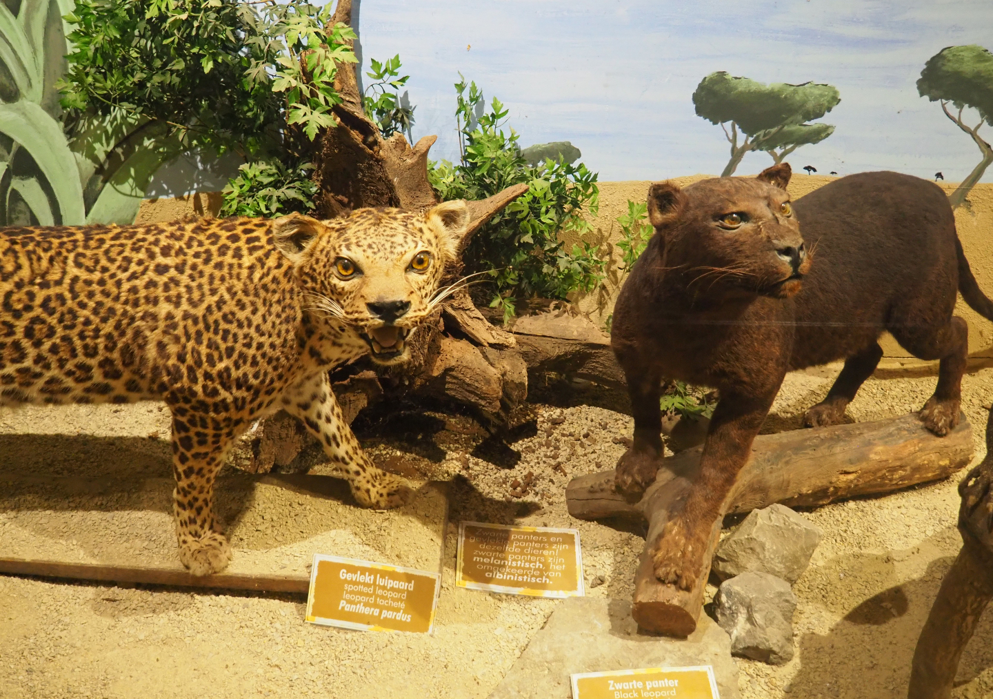 Taxidermy specimen Normal spotted and black leopard (Panthera pardus), 2019-08-04