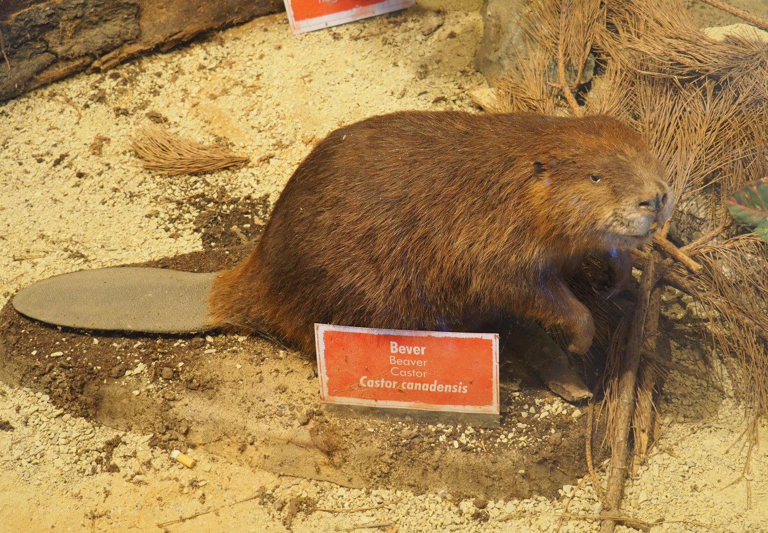 Taxidermy specimen North American beaver (Castor canadensis), 2019-08-04