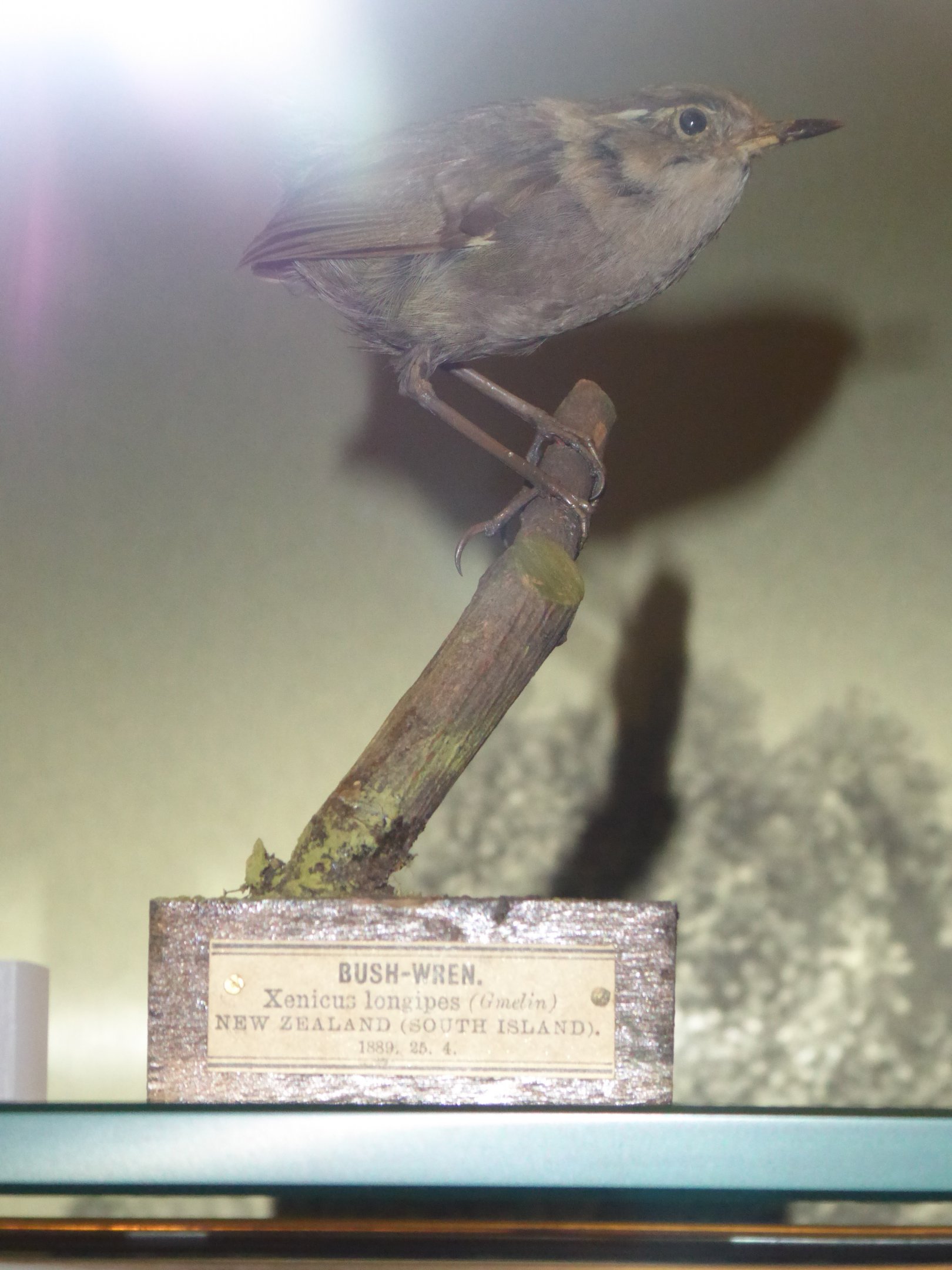 Taxidermy specimen of Bushwren (Xenicus longipes) at National Museum of Scotland, Edinburgh