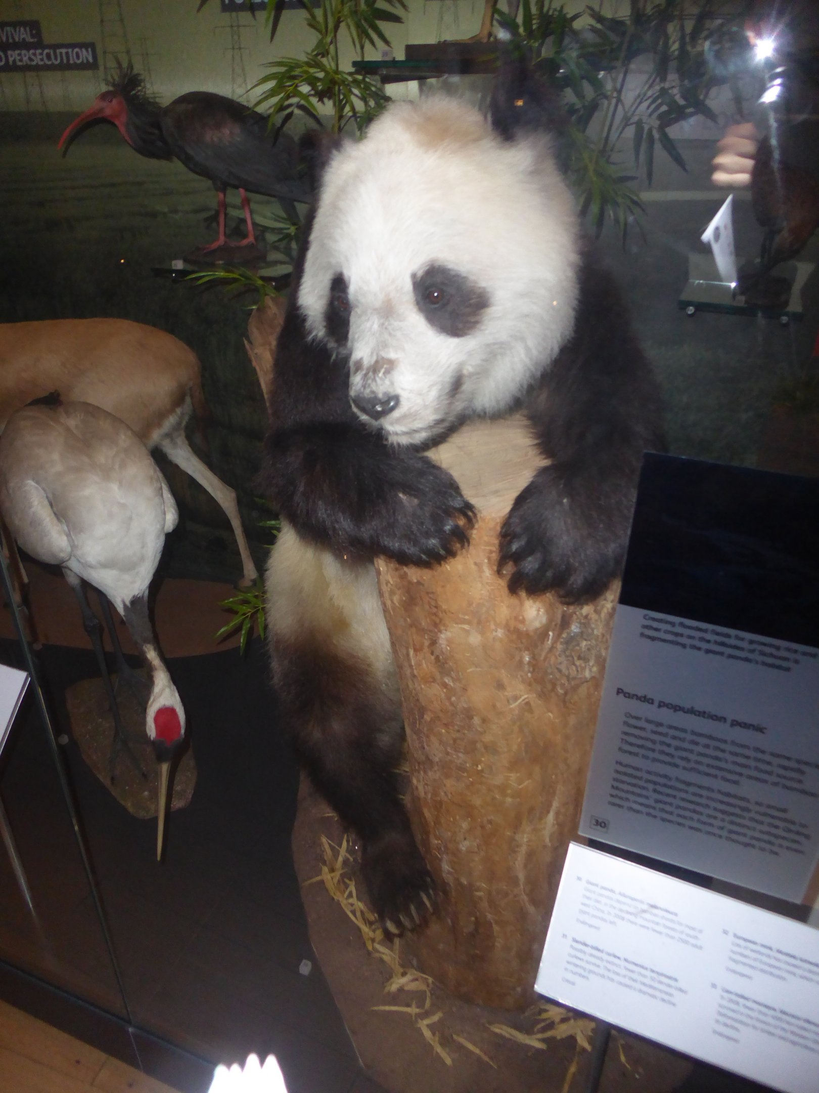 Taxidermy specimen of Giant Panda "Ching-Ching" at National Museum of Scotland, Edinburgh