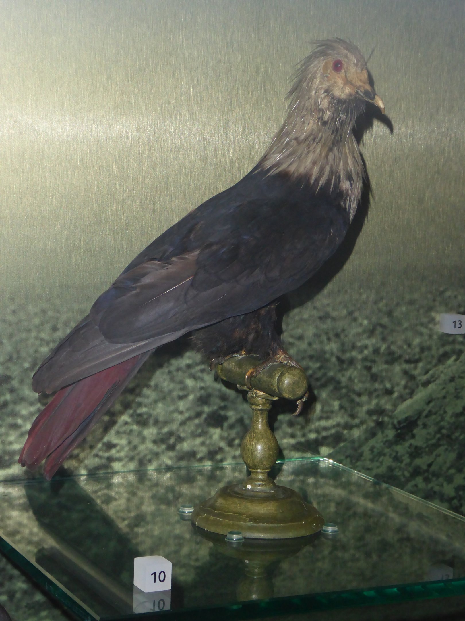 Taxidermy specimen of Mauritius Blue Pigeon (Alectroenas nitidissimus) at National Museum of Scotland, Edinburgh