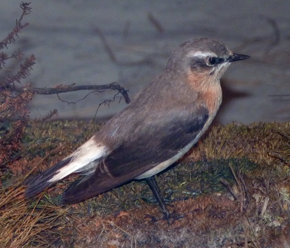 Taxidermy specimen of Northern wheatear (Oenanthe oenanthe)