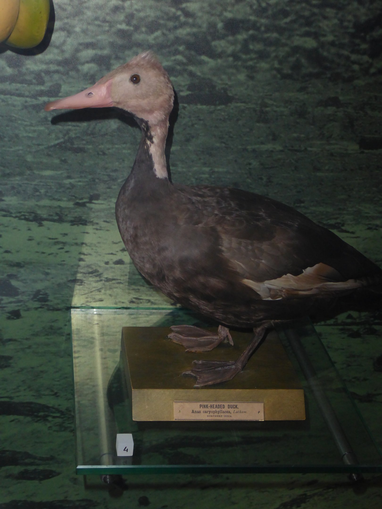 Taxidermy specimen of Pink-headed Duck (Rhodonessa caryophyllacea) at National Museum of Scotland, Edinburgh