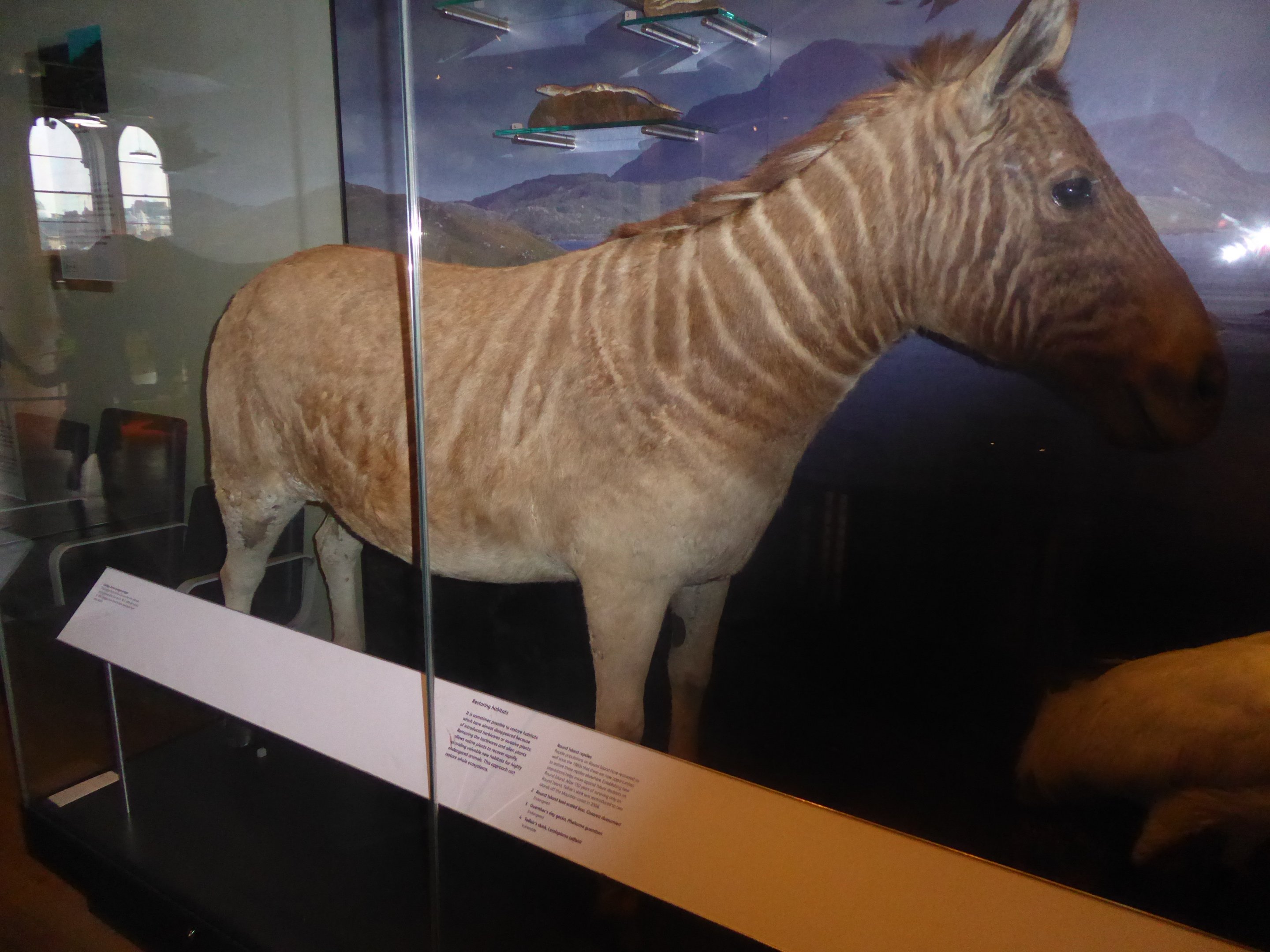 Taxidermy specimen of Quagga (Equus quagga quagga) at National Museum of Scotland, Edinburgh