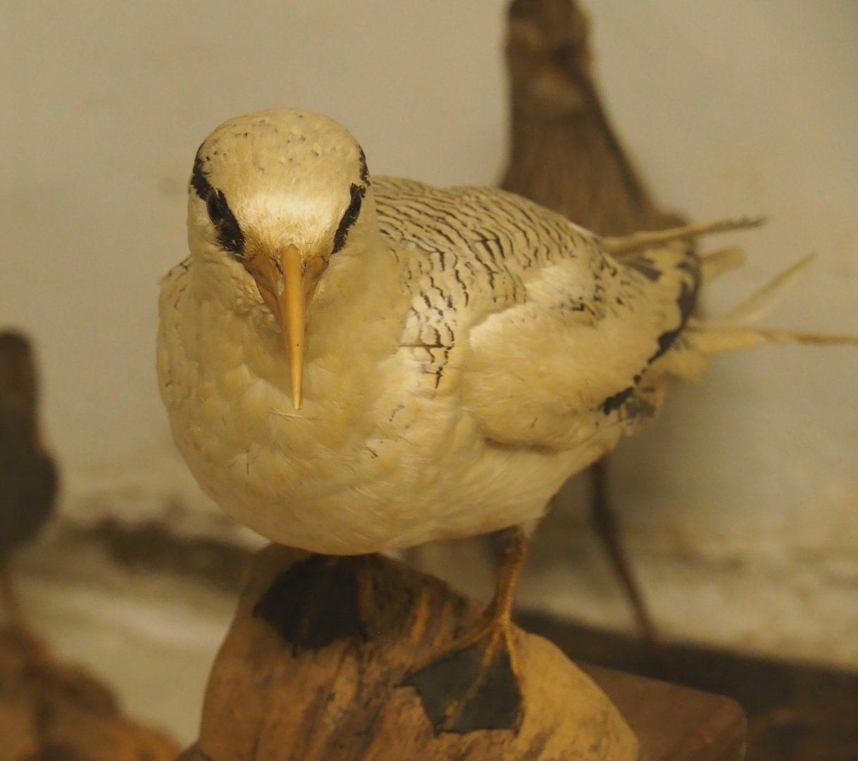 Taxidermy specimen Red-billed tropicbird (Phaethon aethereus mesonauta), 2019-06-01