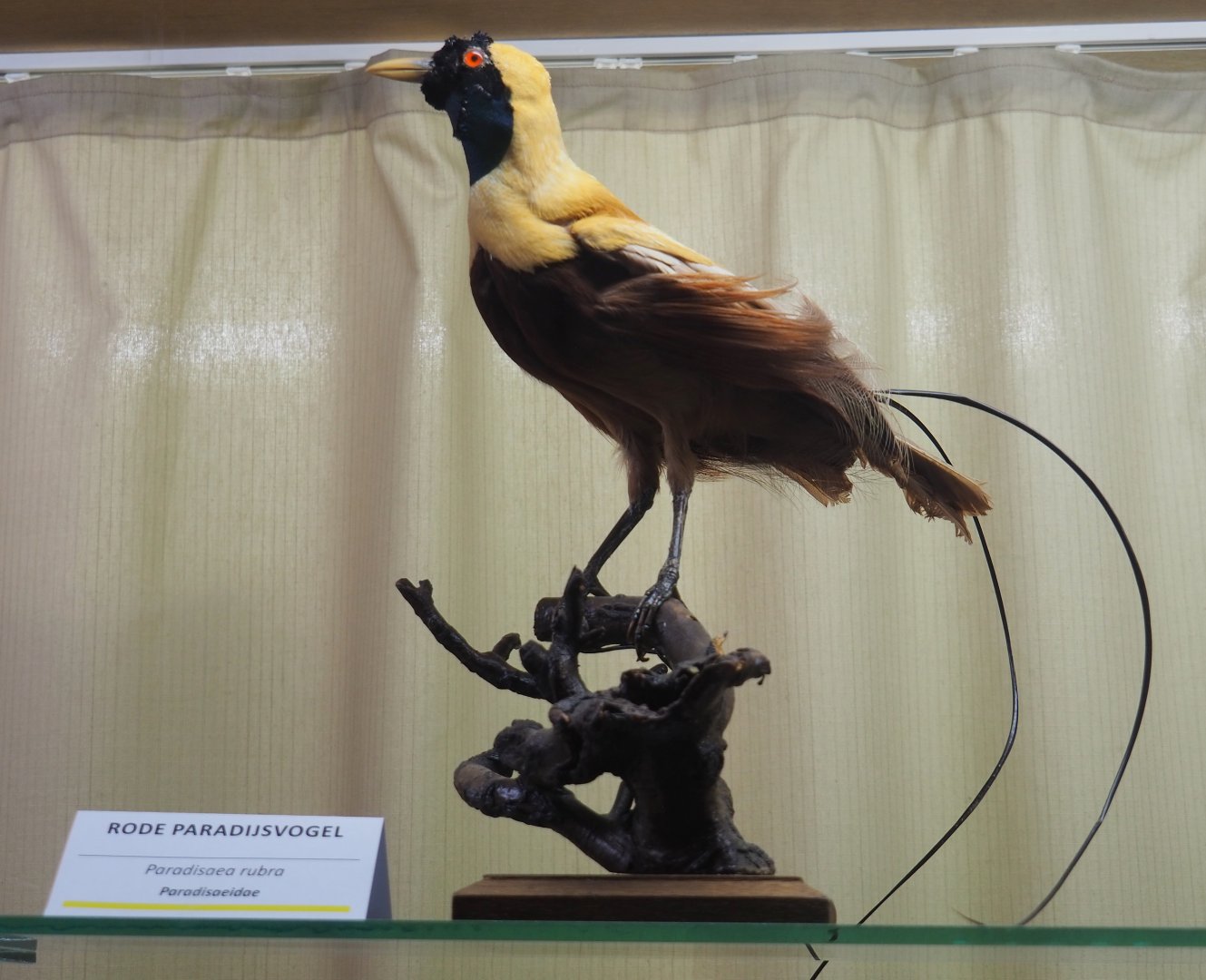 Taxidermy specimen Red bird-of-paradise (Paradisaea rubra), 2019-08-04