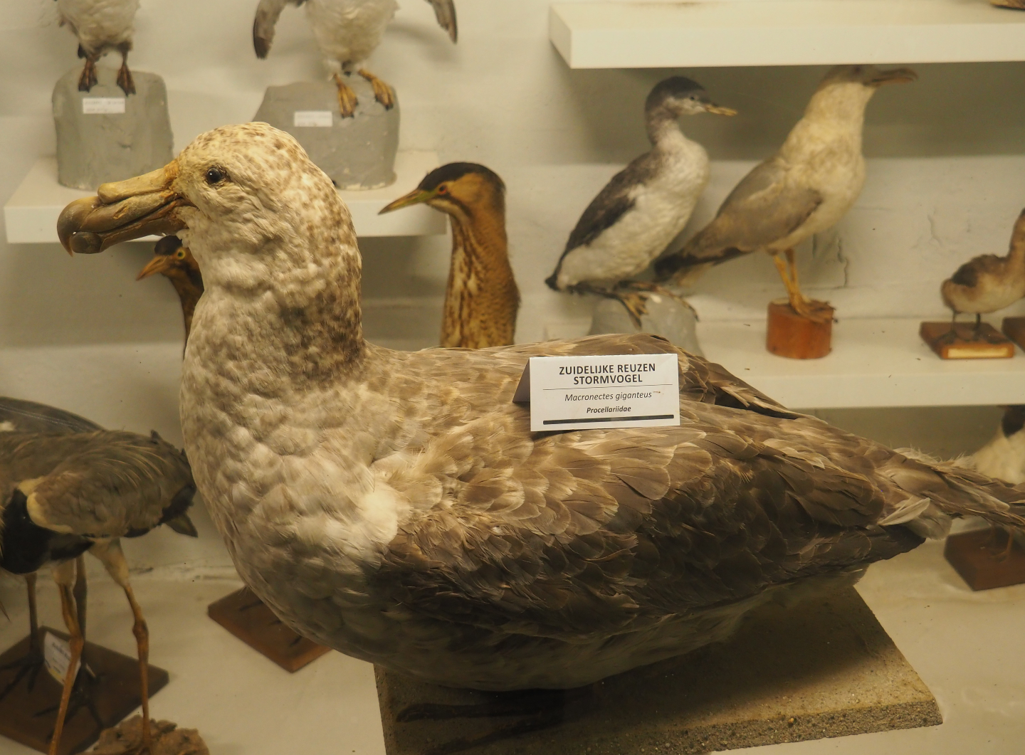Taxidermy specimen Southern giant petrel (Macronectes giganteus), 2019-06-01