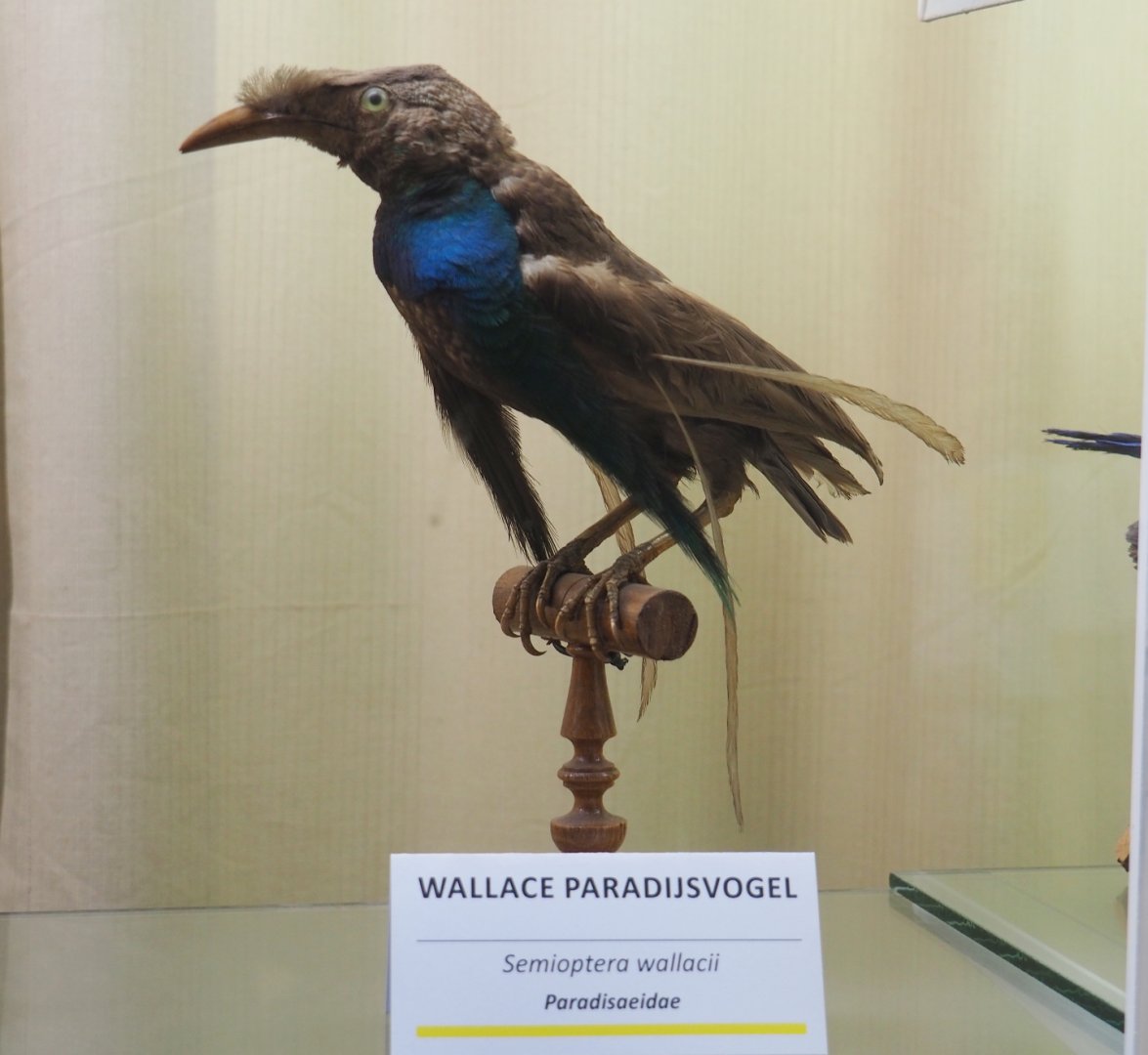 Taxidermy specimen Wallace's standardwing (Semioptera wallacii), 2019-08-04