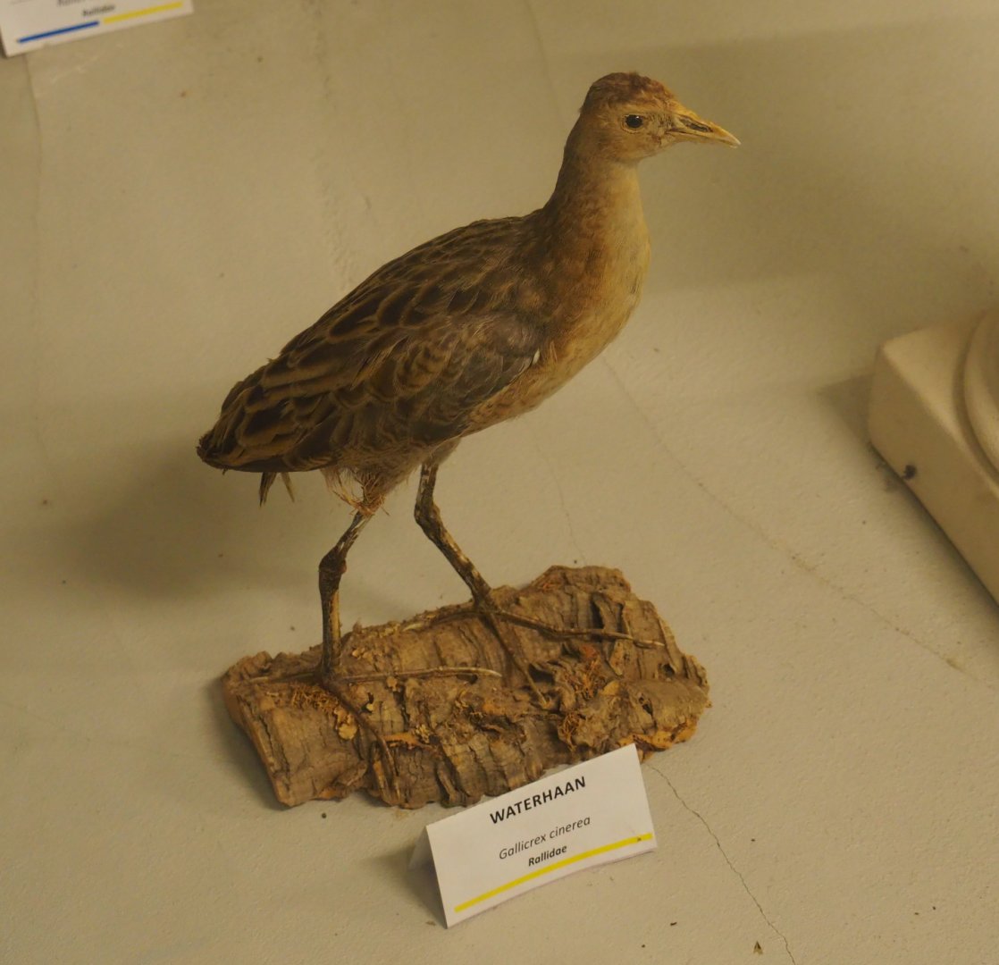 Taxidermy specimen Watercock (Gallicrex cinerea), 2019-06-01