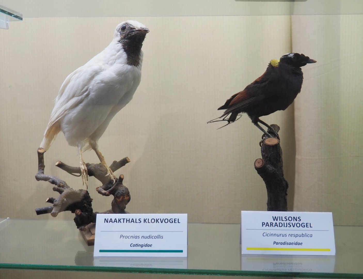 Taxidermy specimens Bare-throated bellbird (Procnias nudicollis) and Wilson's bird-of-paradise (Cicinnurus respublica), 2019-08-04