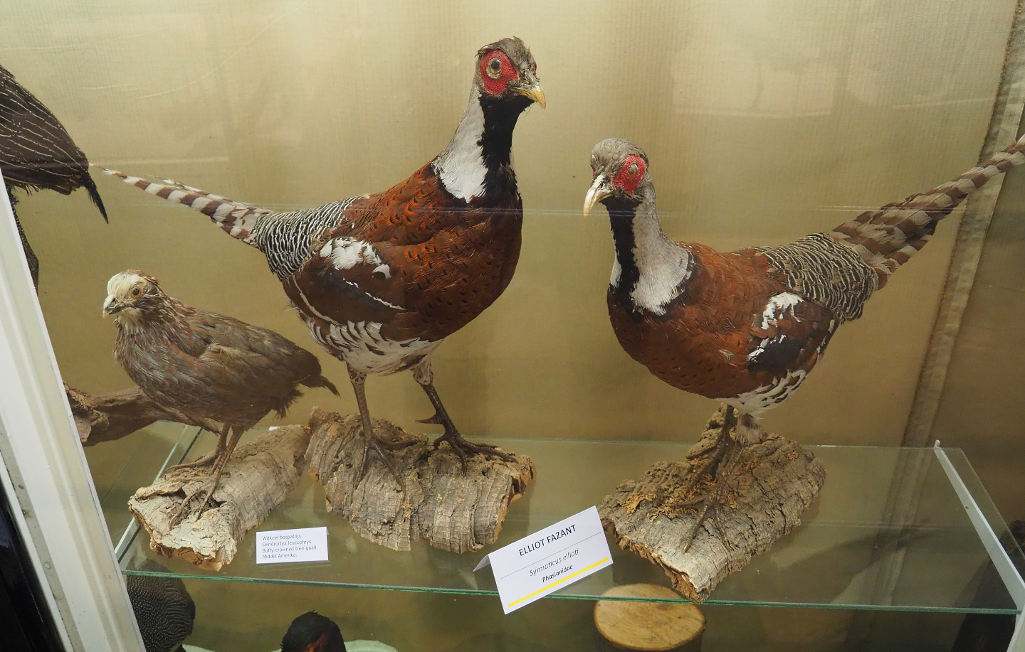 Taxidermy specimens Buffy-crowned tree-quail (Dendrortyx leucophrys) and Elliot's pheasants (Syrmaticus ellioti), 2019-06-01