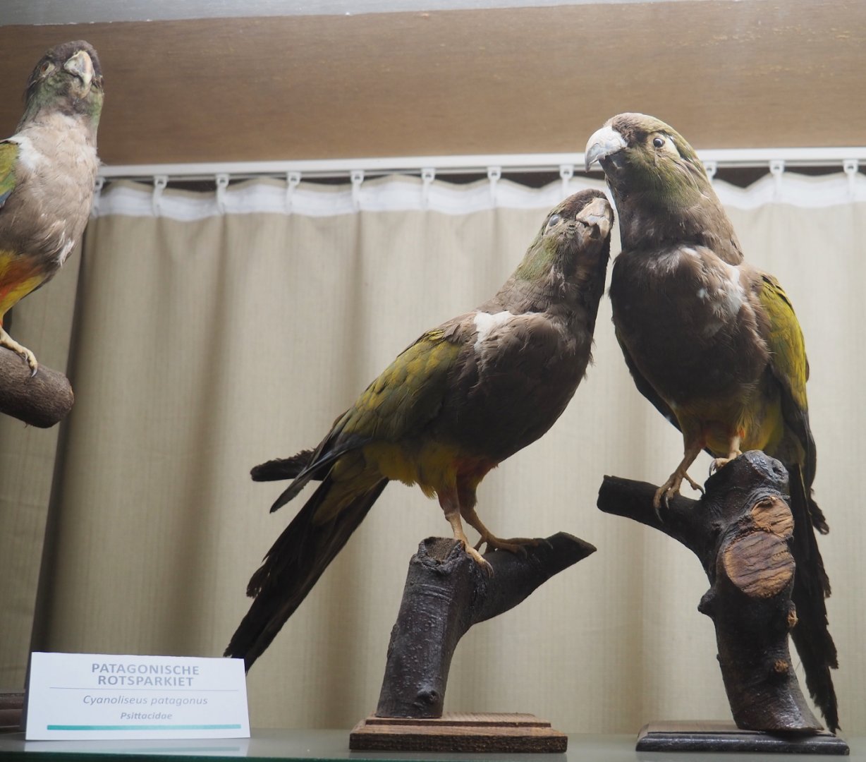 Taxidermy specimens Burrowing parakeets (Cyanoliseus patagonus), 2019-08-04