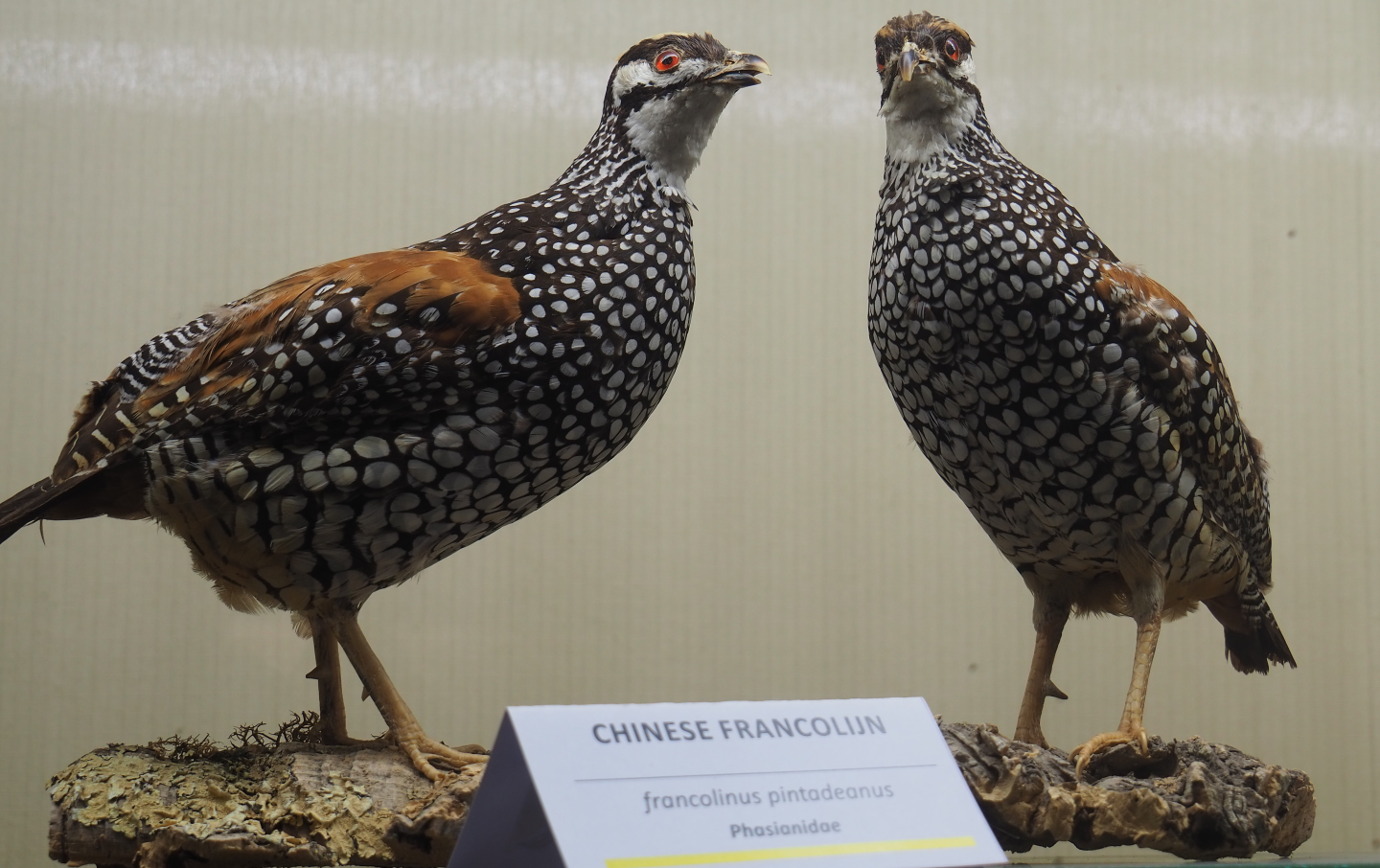 Taxidermy specimens Chinese francolins (Francolinus pintadeanus), 2019-06-01