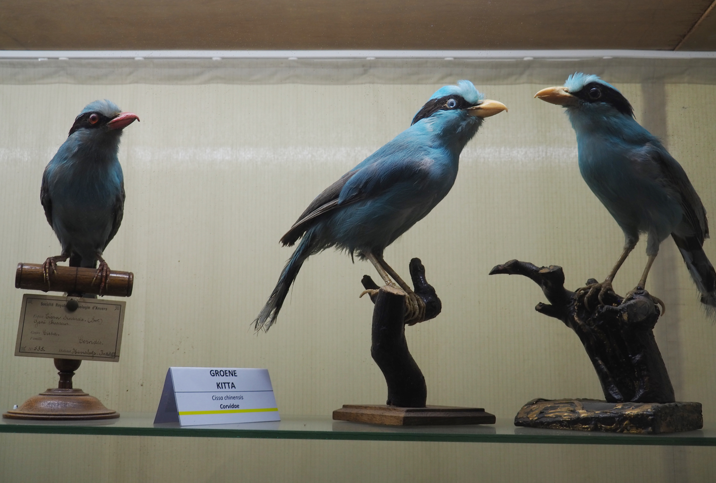 Taxidermy specimens Common green magpie (Cissa chinensis), 2019-08-04