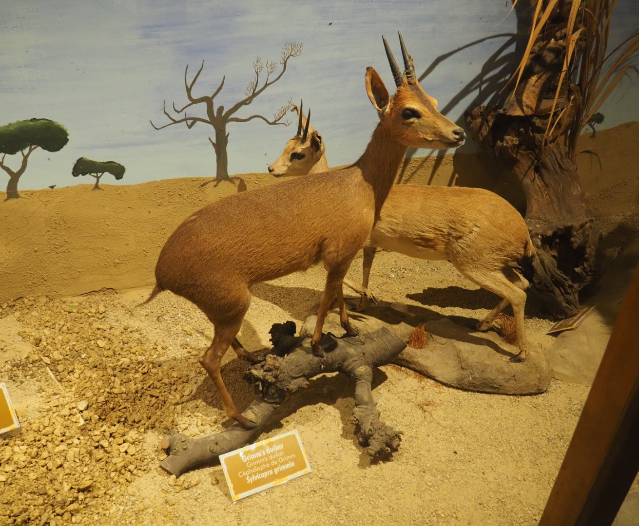 Taxidermy specimens Common or Grimm's duikers (Sylvicapra grimmia), 2019-08-04