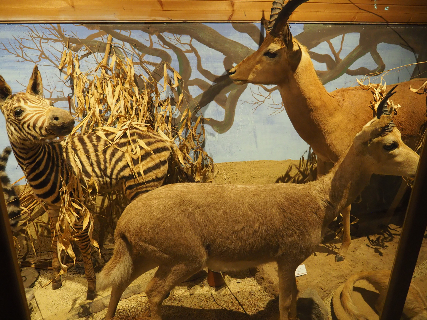 Taxidermy specimens Damara zebra calf, Southern reedbuck and Impala buck, 2019-08-04