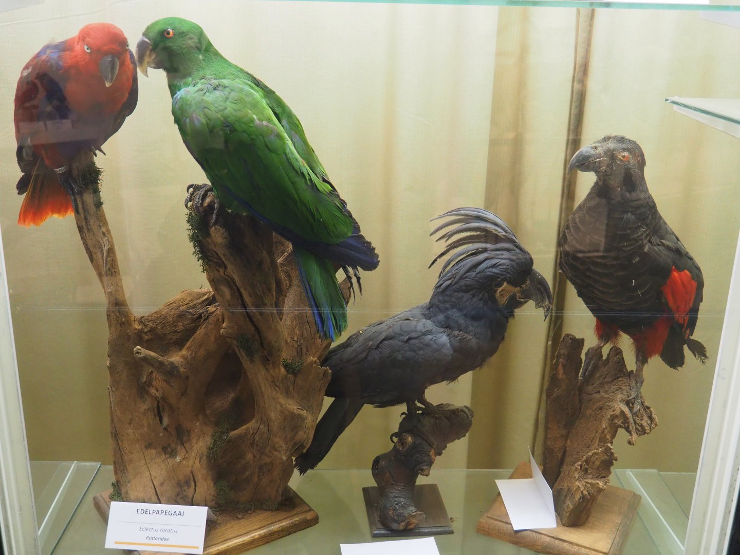 Taxidermy specimens Eclectus roratus, Palm cockatoo (Probosciger aterrimus) and Pesquet's parrot (Psittrichas fulgidus), 2019-08-04