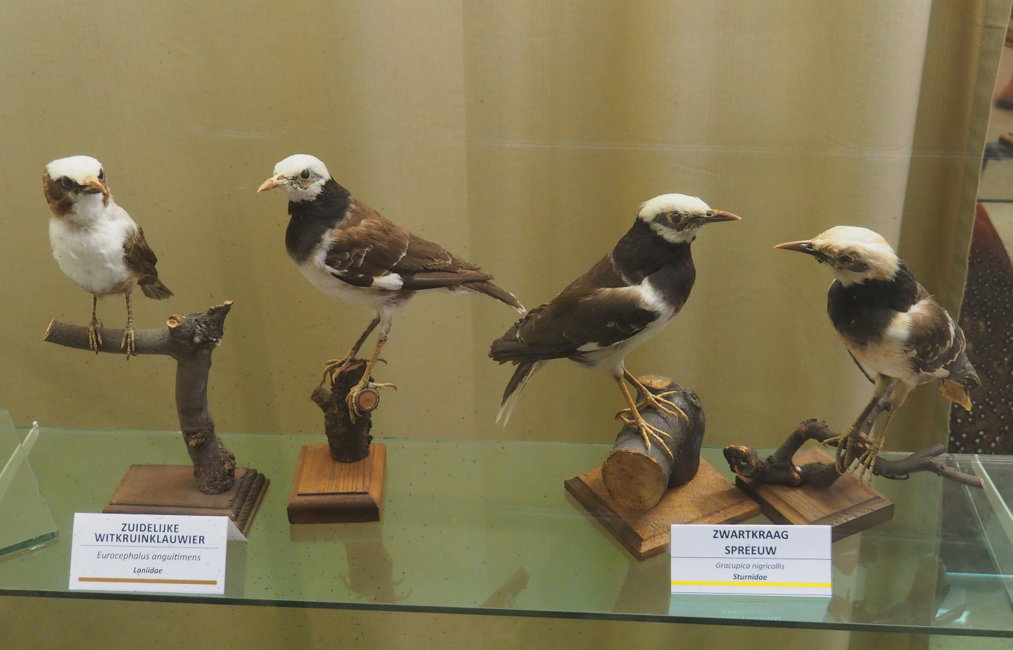 Taxidermy specimens Eurocephalus anguitimens and Gracupica nigricollis, 2019-08-04