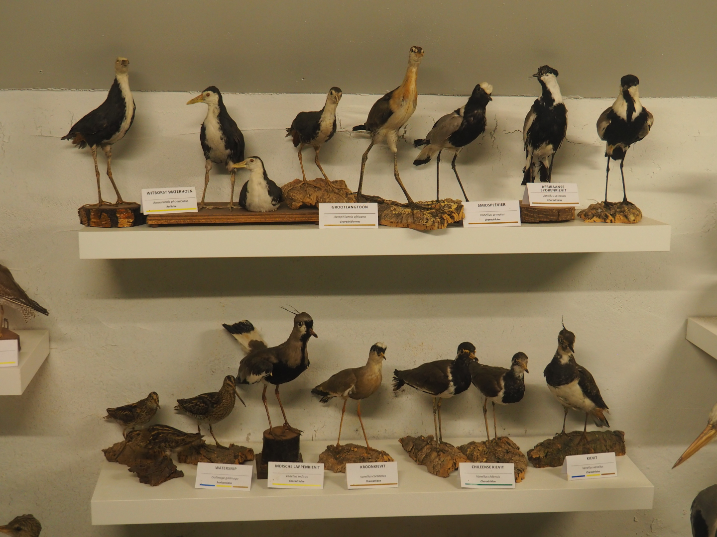 Taxidermy specimens from the families Charadriidae, Jacanidae, Rallidae and Scolopacidae, 2019-06-01
