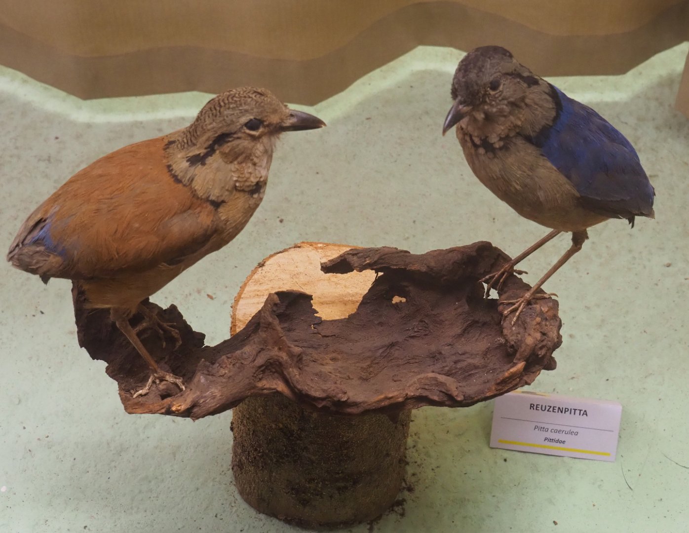 Taxidermy specimens Giant pitta (Hydrornis caeruleus), 2019-08-04