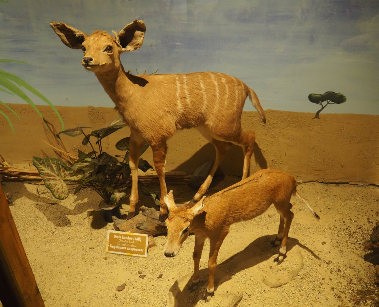 Taxidermy specimens Greater kudu (Tragelaphus euryceros) and Nilgai (Boselaphus tragocamelus) calves, 2019-08-04